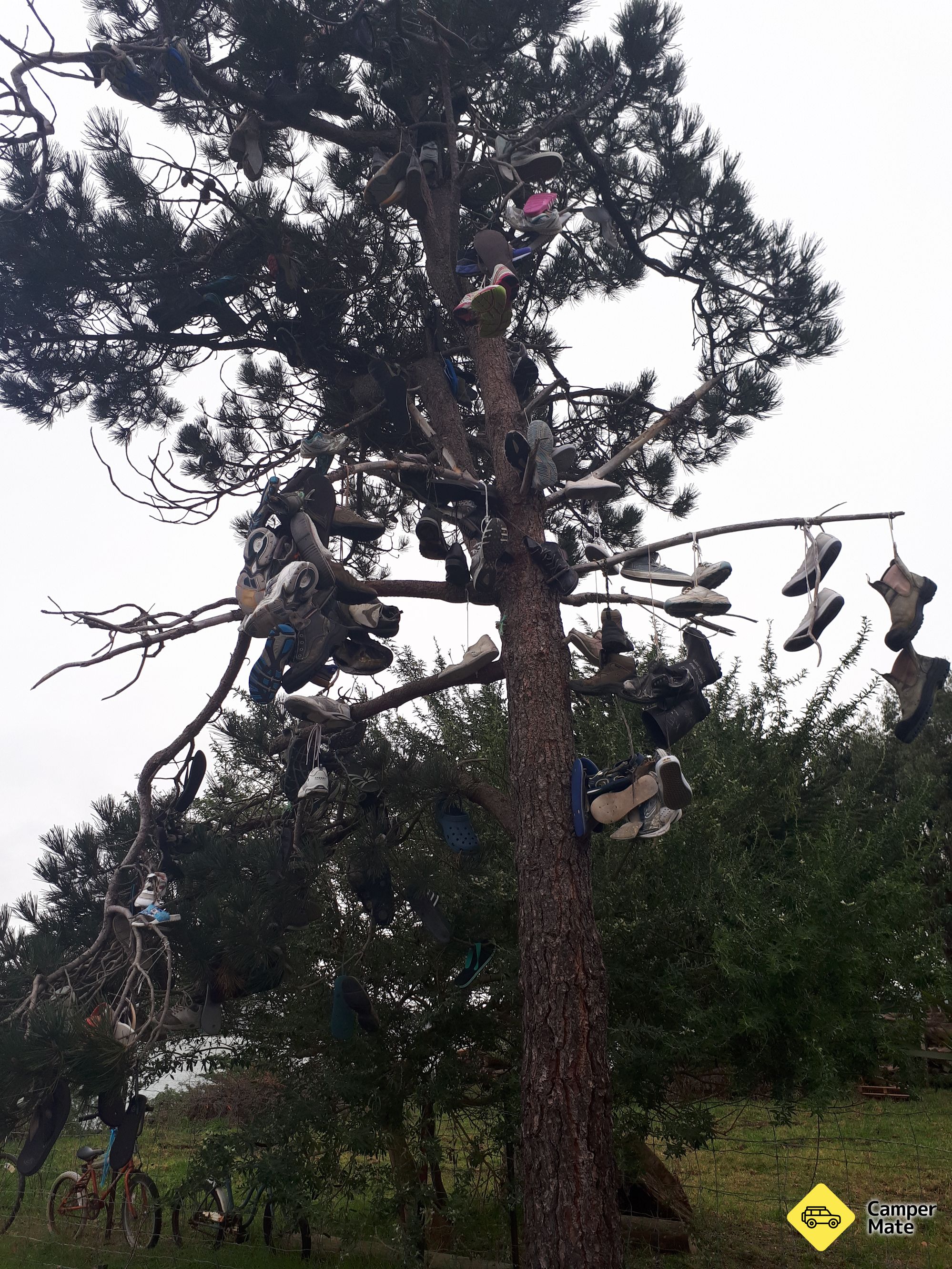 Shoe Tree