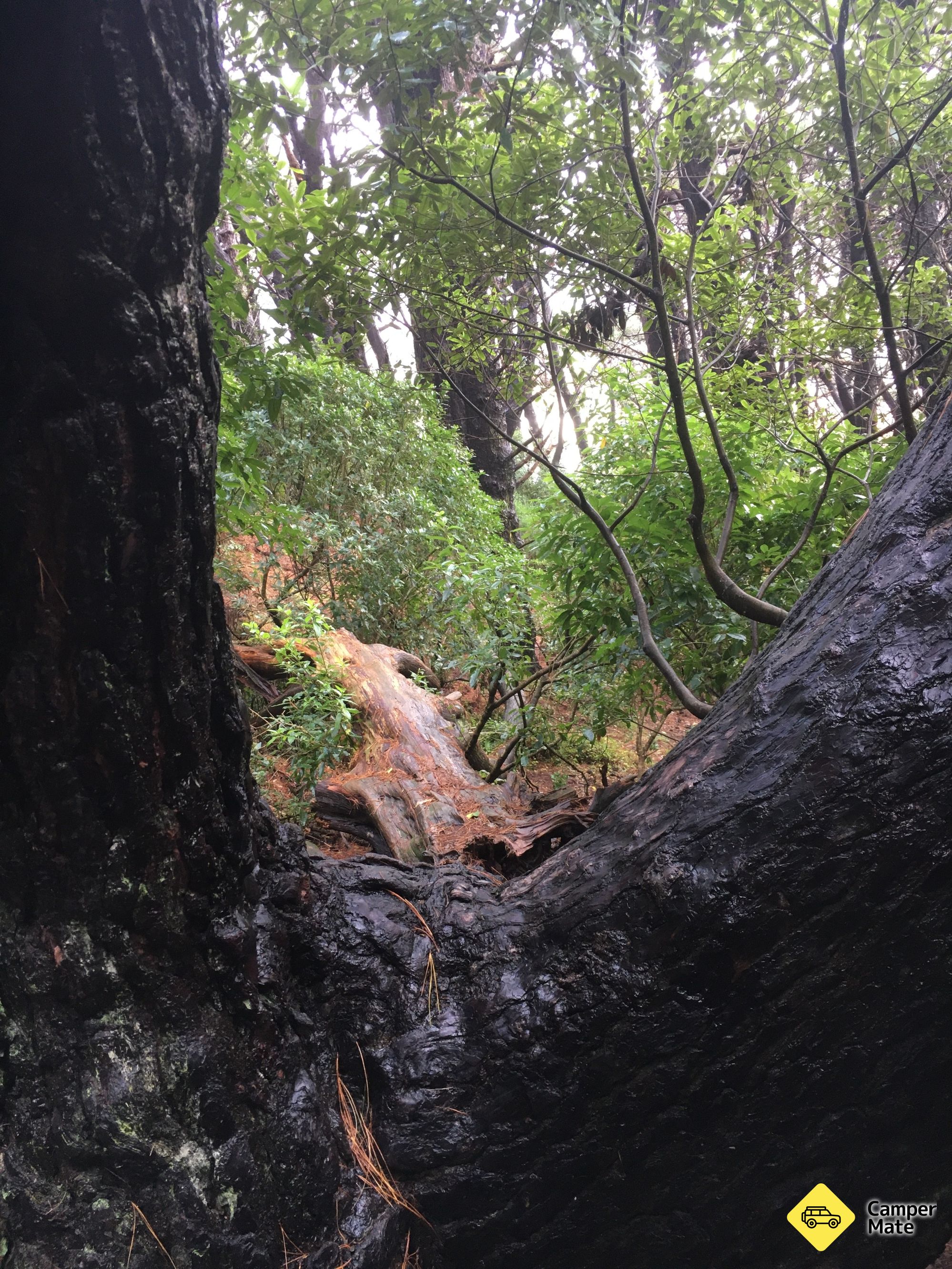 Arbre de Frodon (Lord Of The Rings) - Image 2