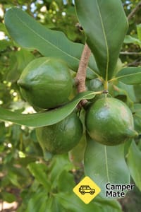 Cathedral Cove Macadamias Orchard Tour