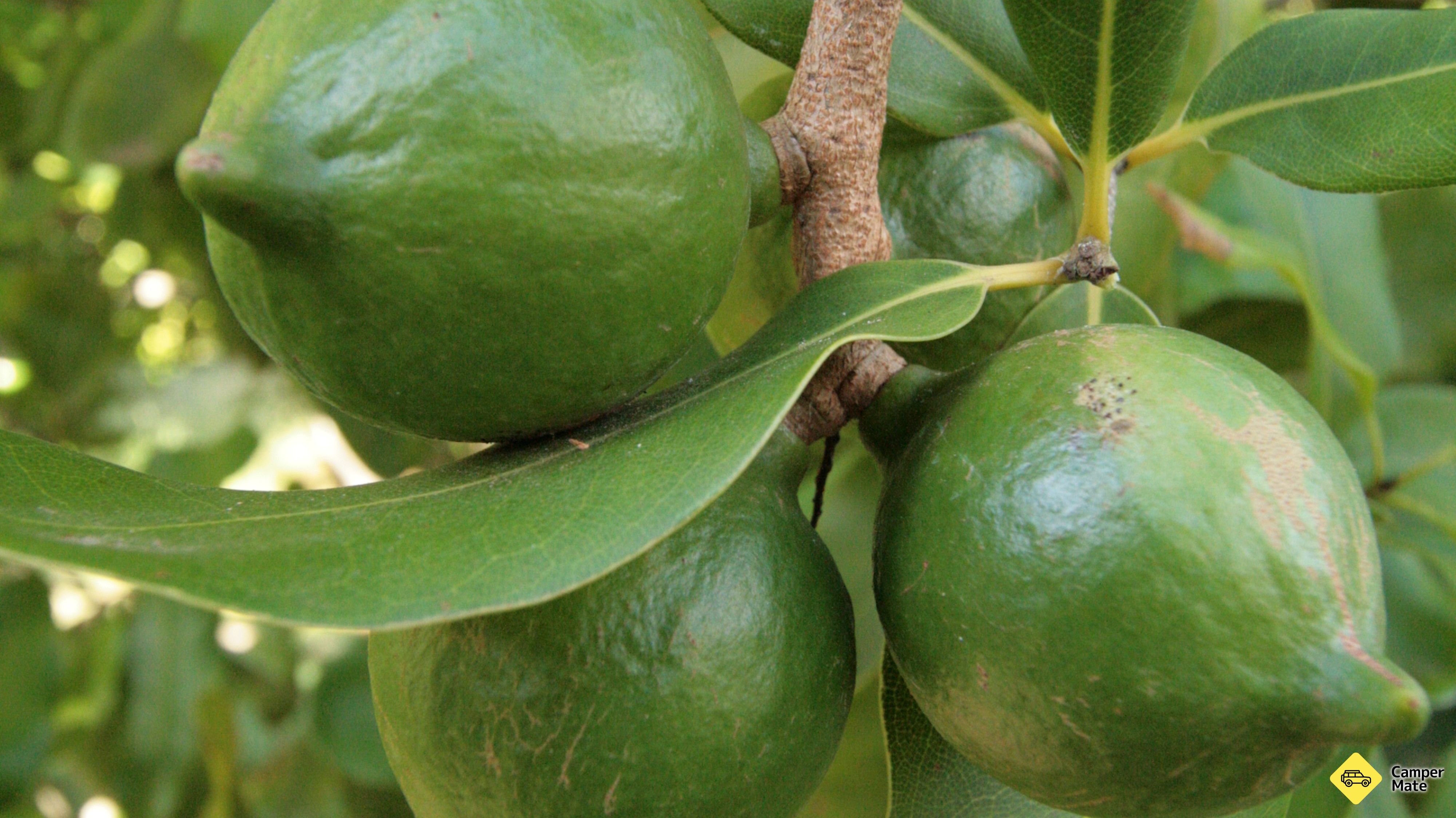Cathedral Cove Macadamias Orchard Tour