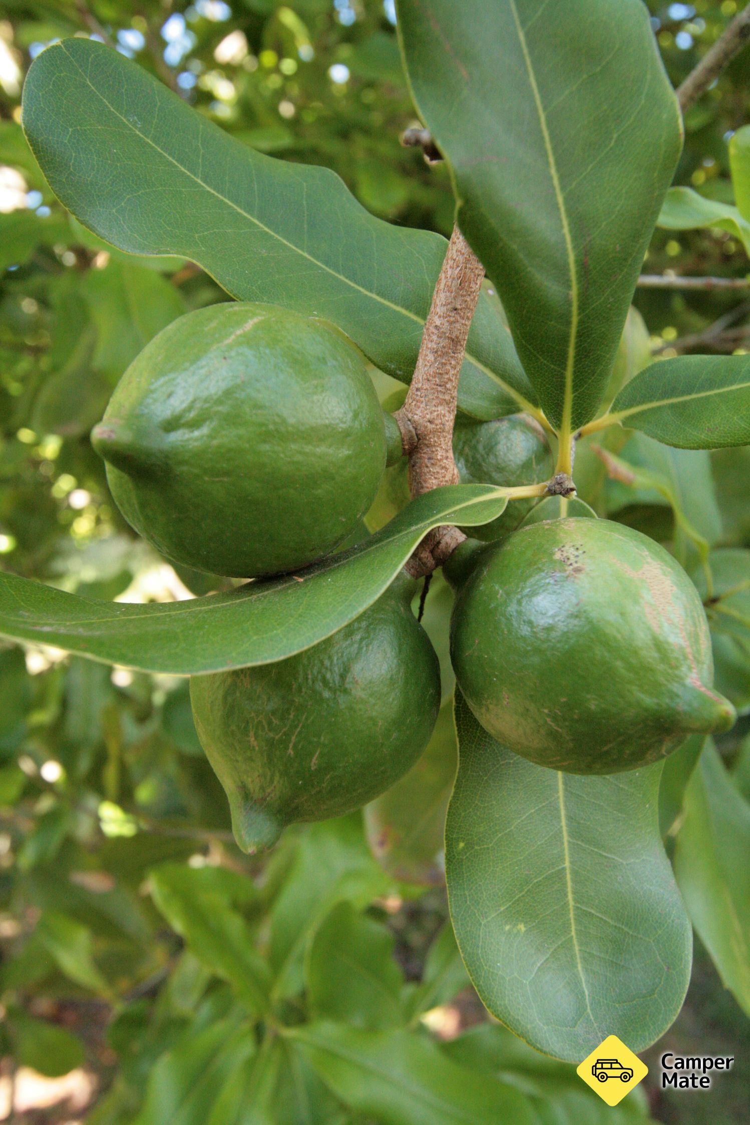 Cathedral Cove Macadamias Orchard Tour
