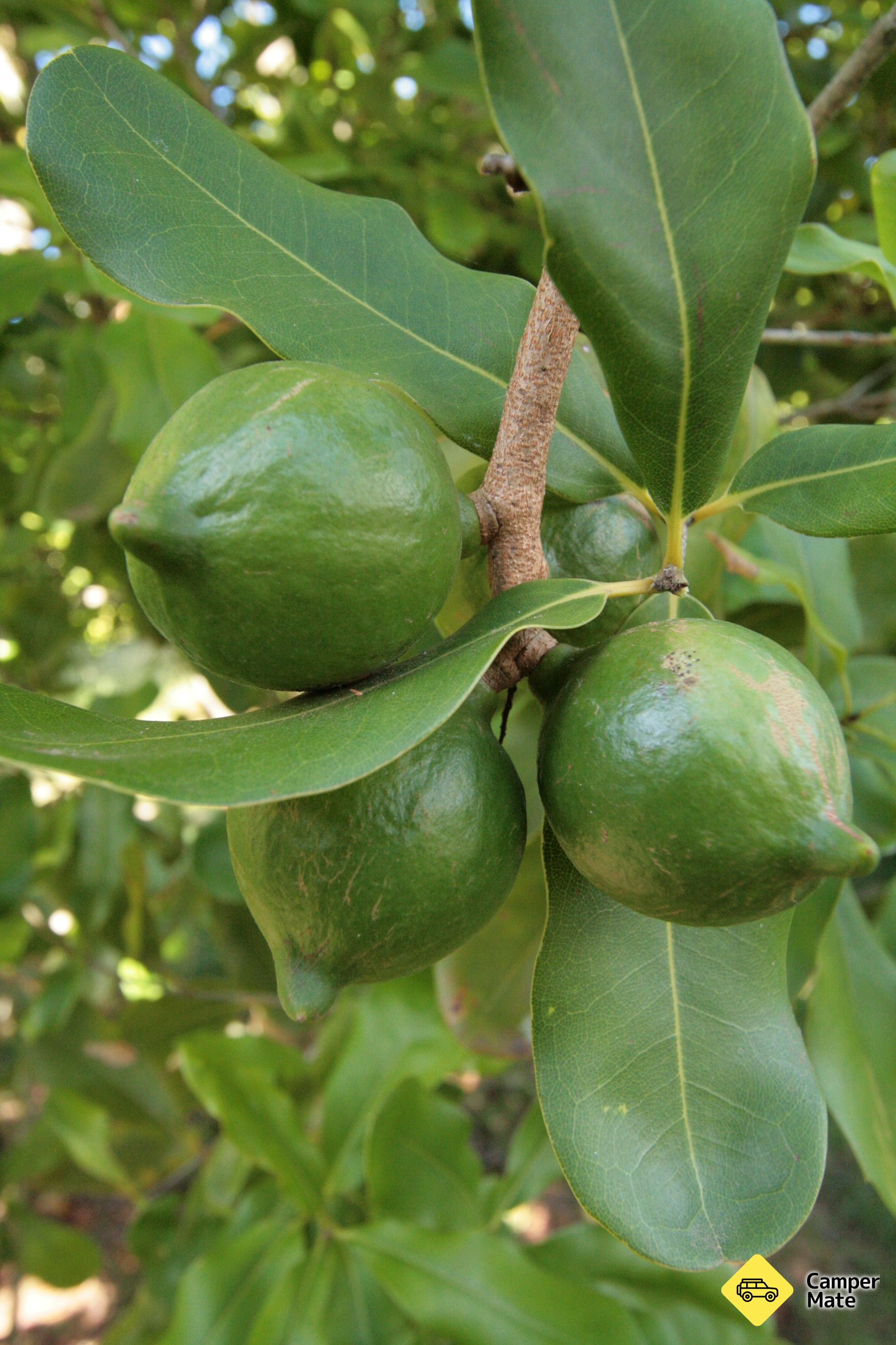 Cathedral Cove Macadamias Orchard Tour