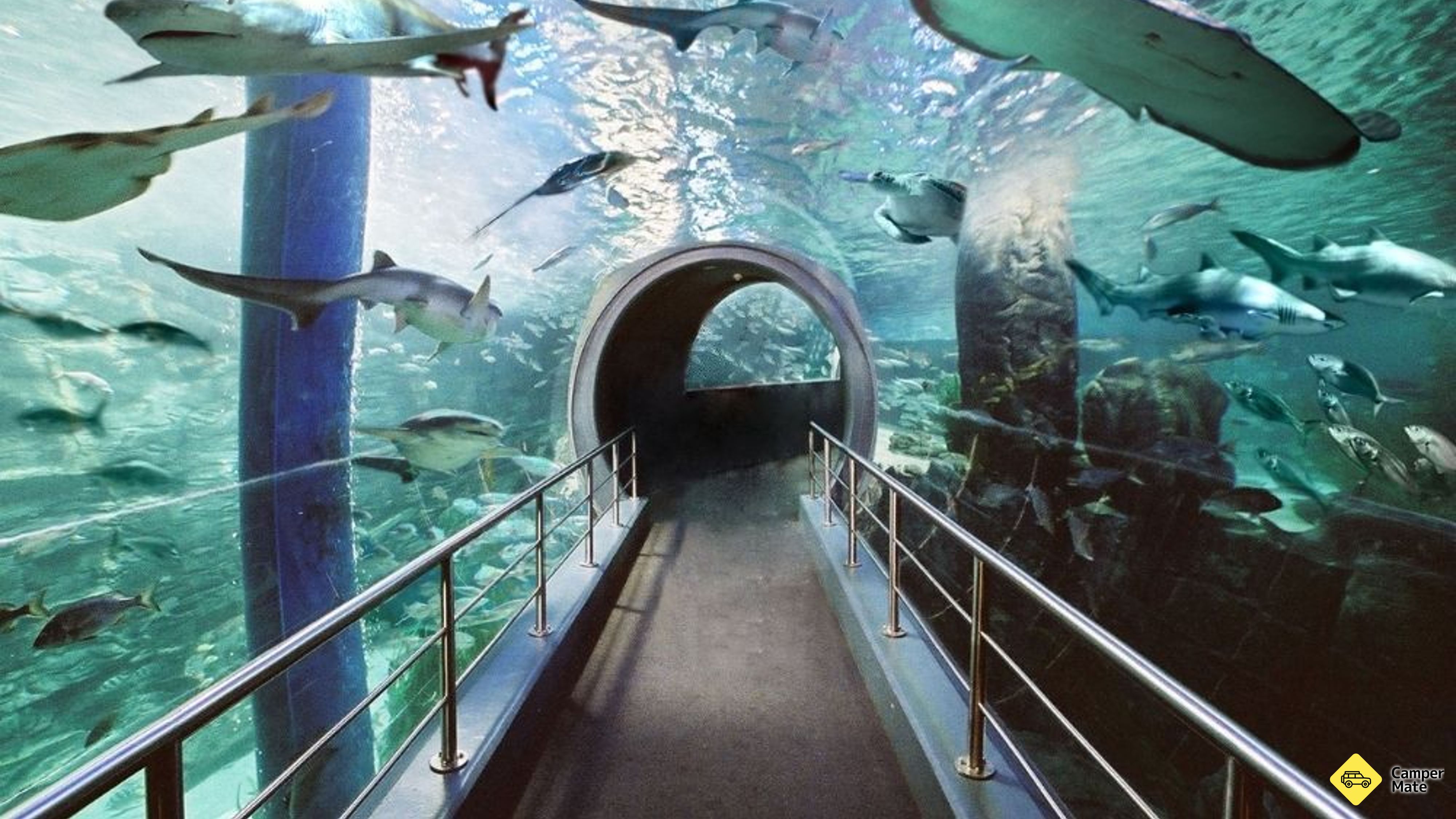Hal yang dapat dilakukan di dekat SEA LIFE Melbourne Aquarium