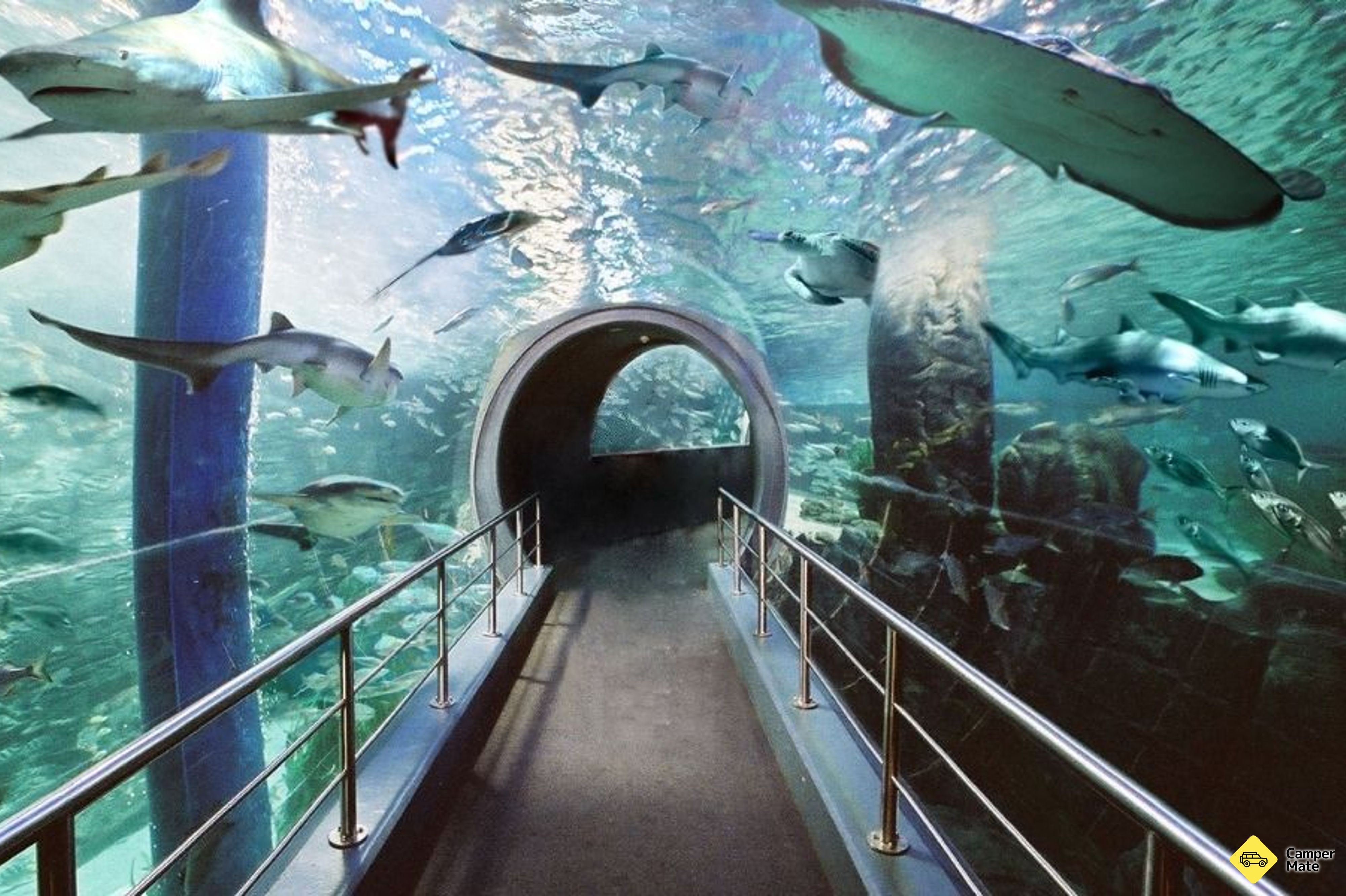 Hal yang dapat dilakukan di dekat SEA LIFE Melbourne Aquarium