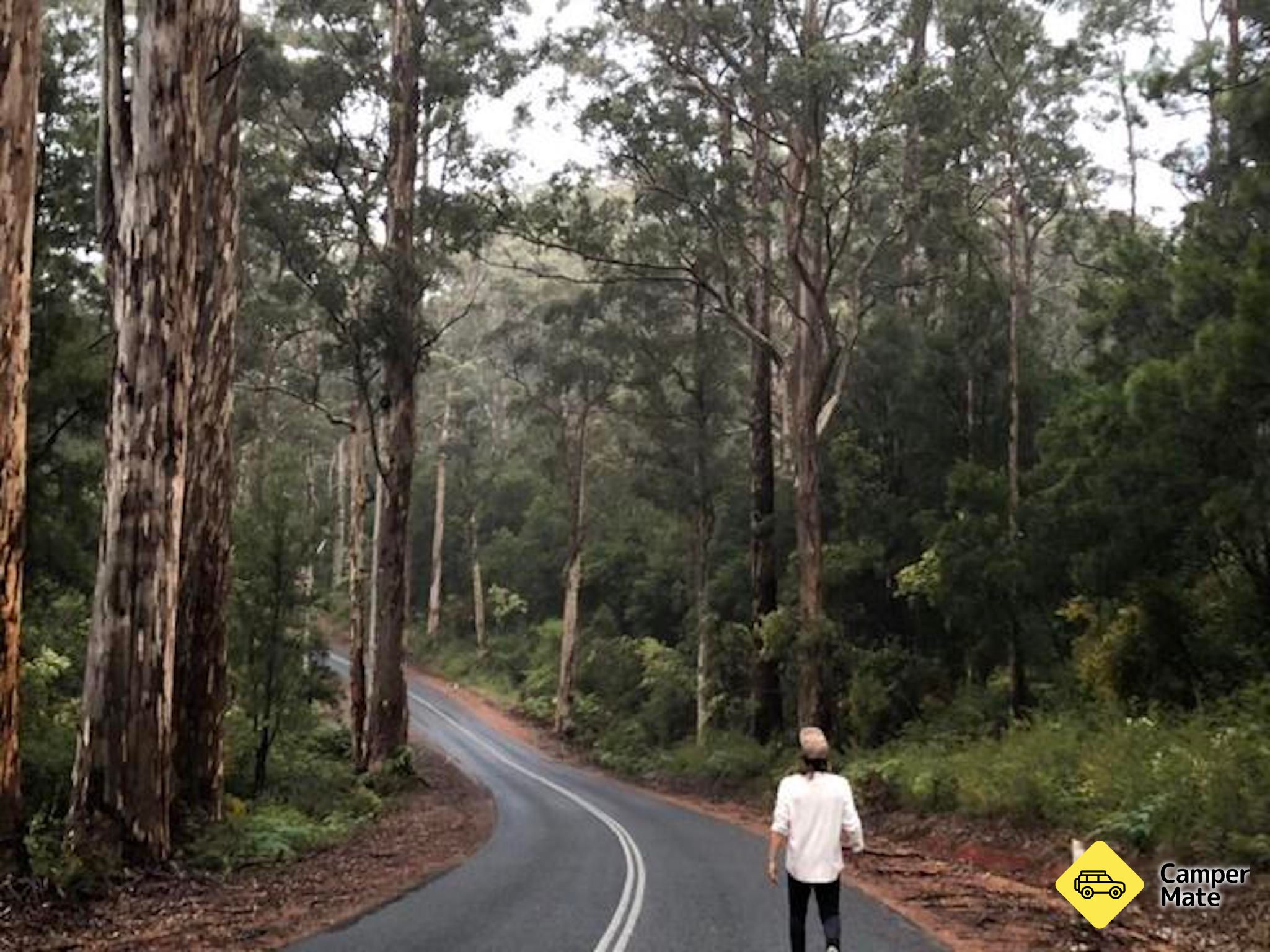 The Great Forest Trees Drive - Image 2