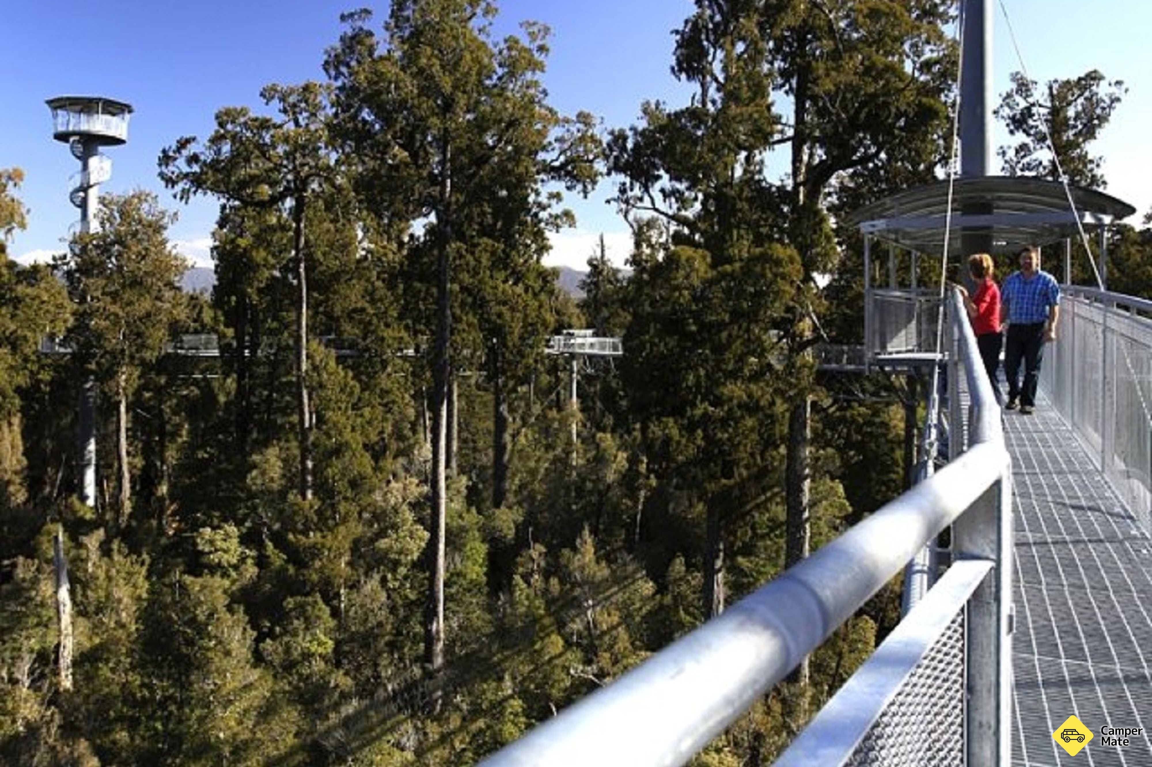 West Coast Treetop Walk, Cafe & Tower Zipline - Image 2