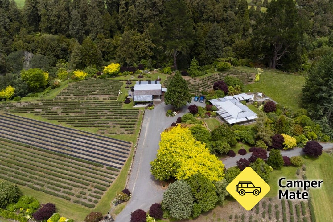 Lauren's Lavender Farm - Image 3