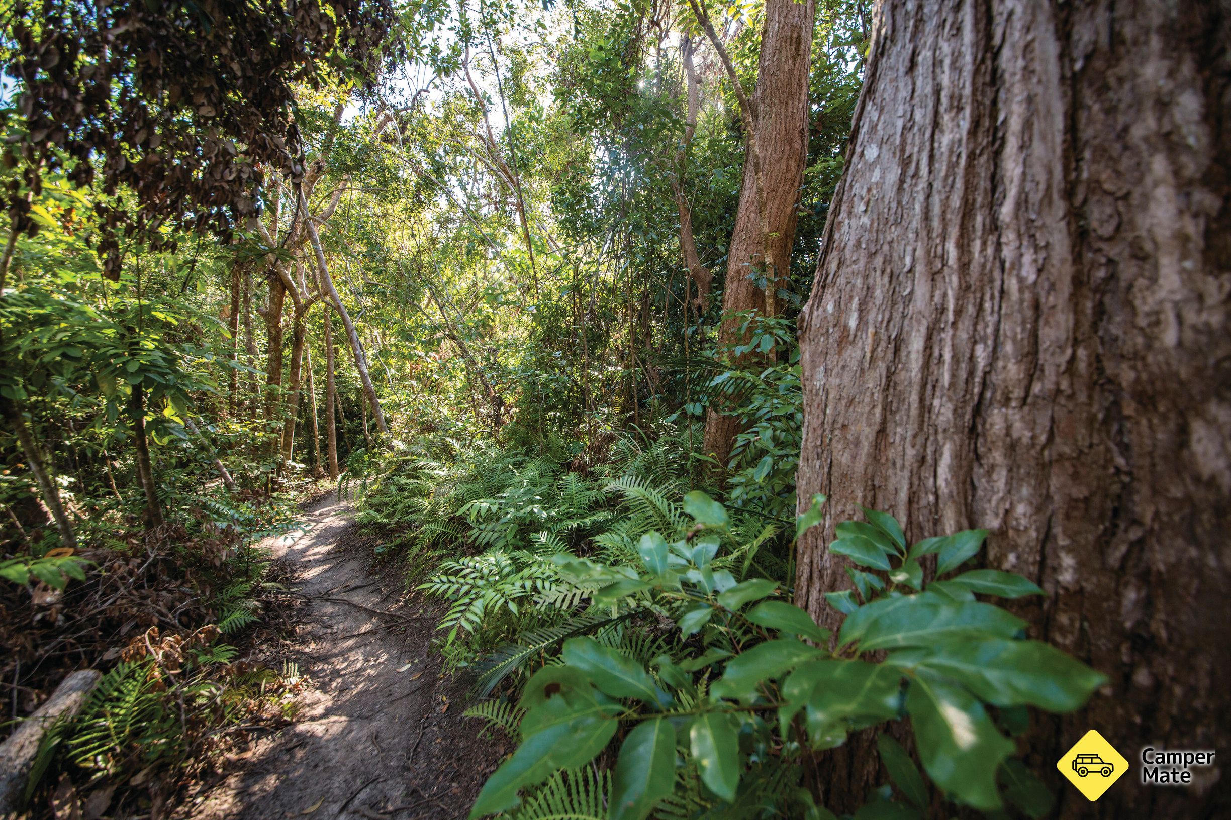 Bowenia Rainforest Circuit - Image 2