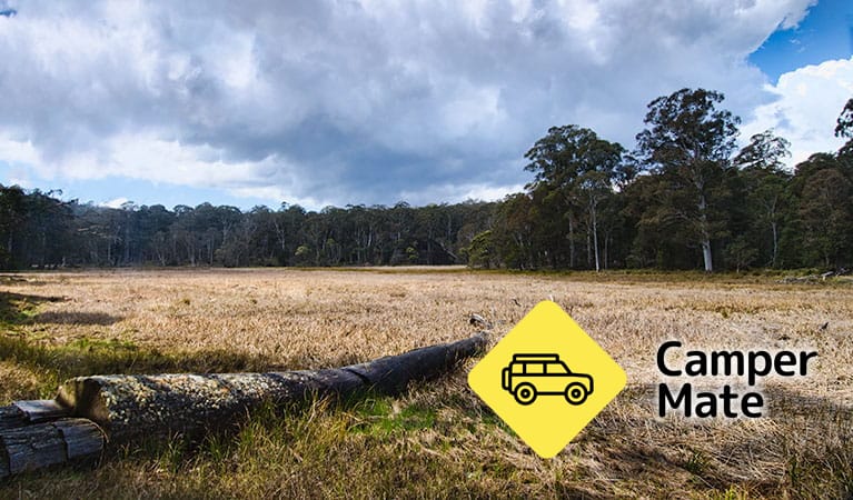 New Country Swamp Campground
