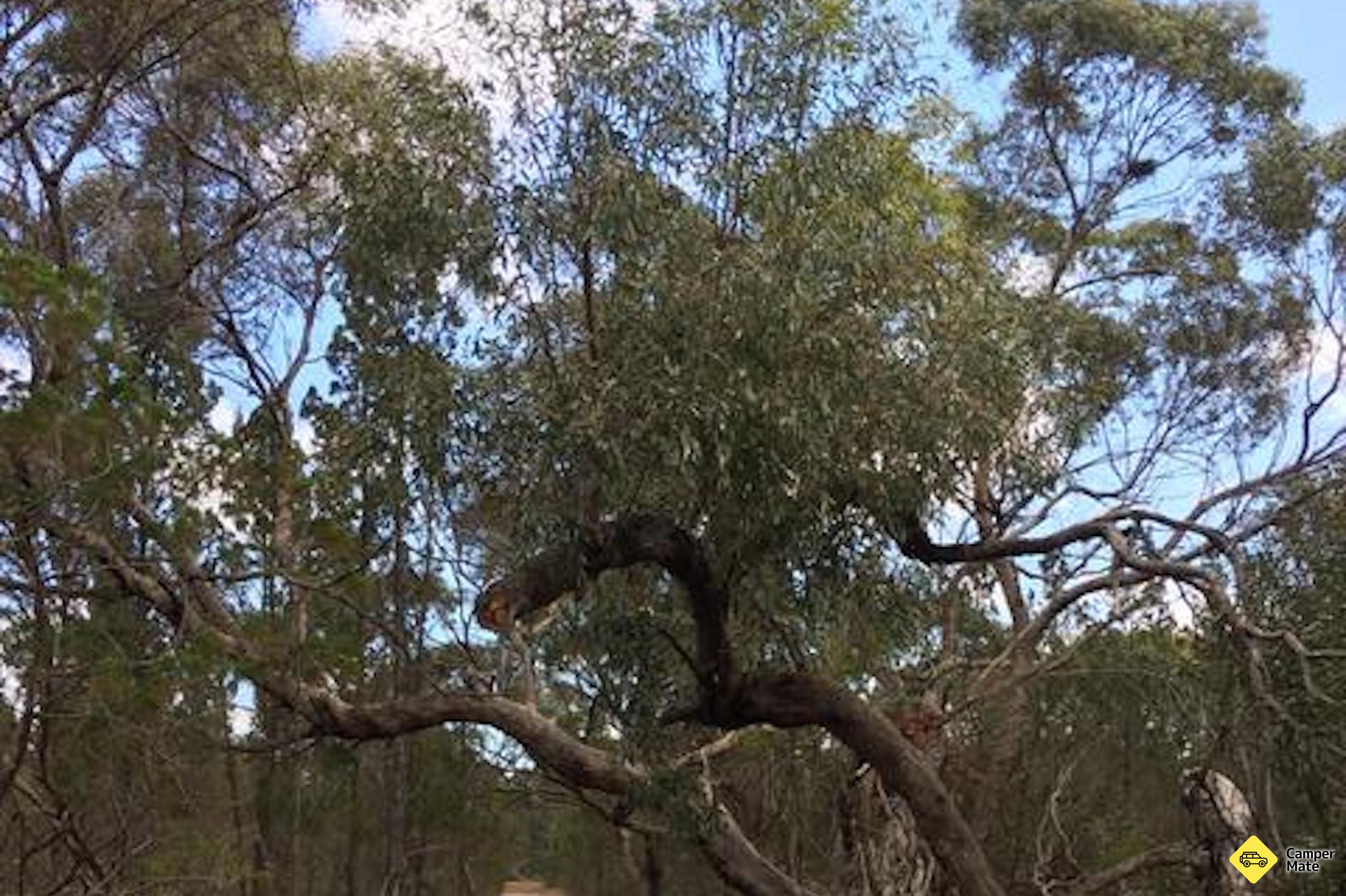 Area di riposo Tailem Bend South