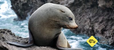 Bay Explorer Dolphin & Wildlife Cruises