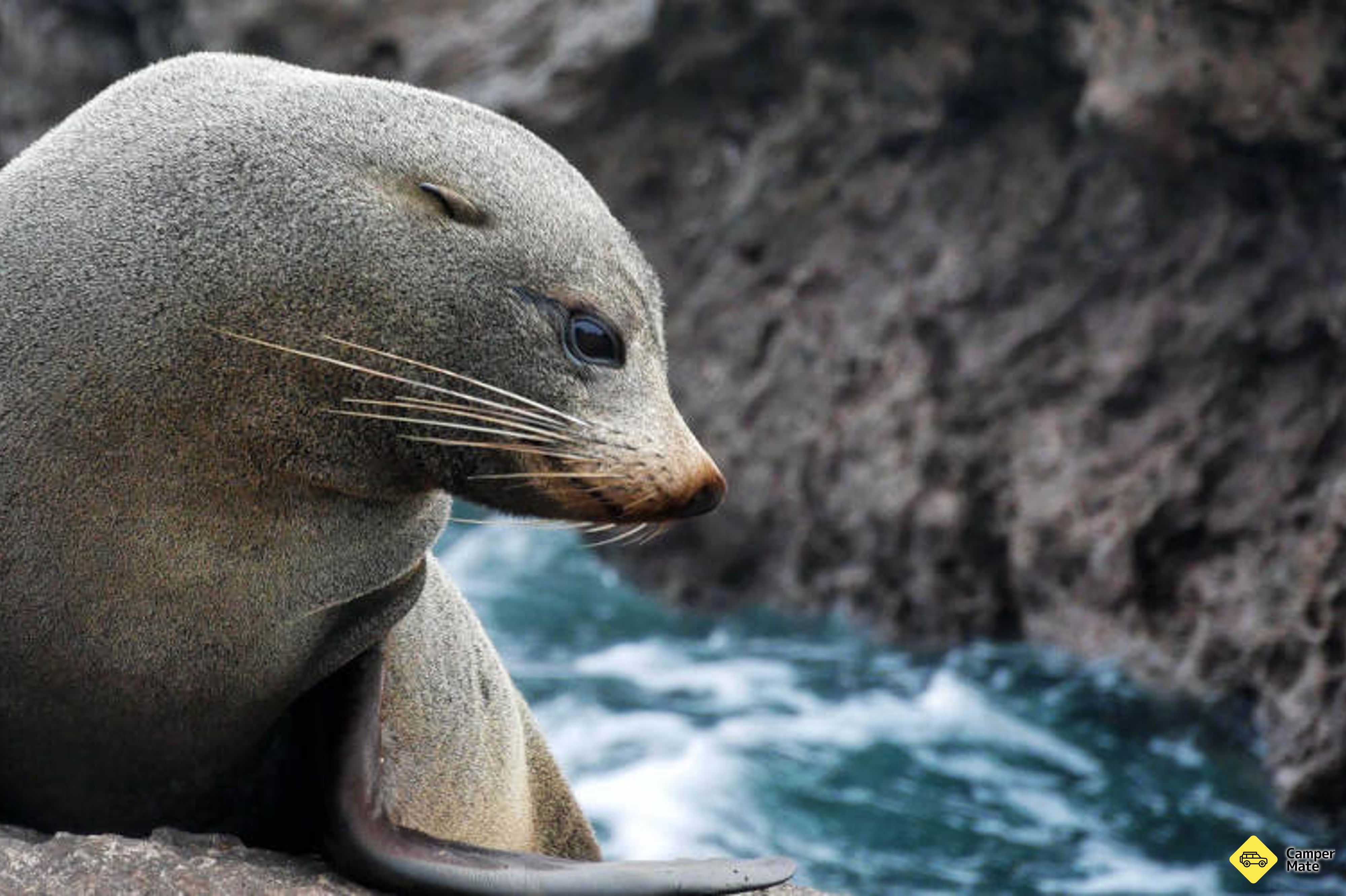 מלון Dolphin & Wildlife Cruises