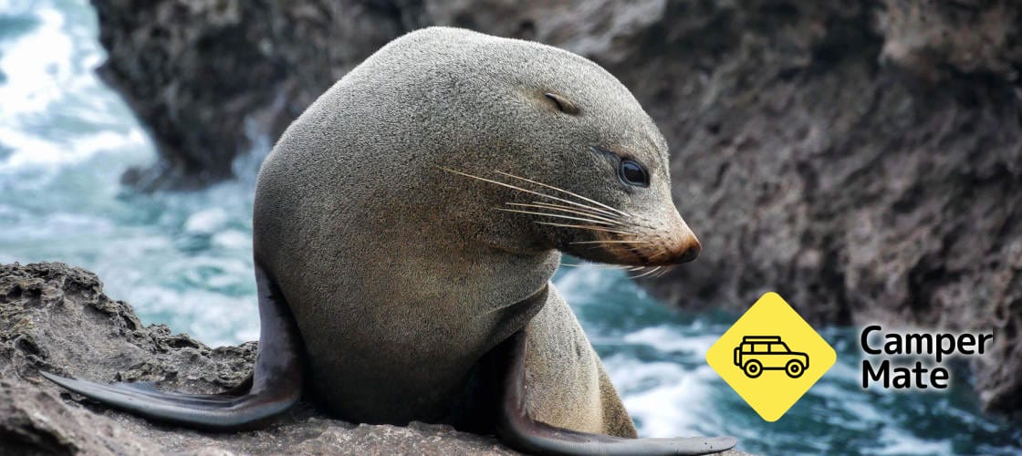 Bay Explorer Dolphin & Wildlife Cruises