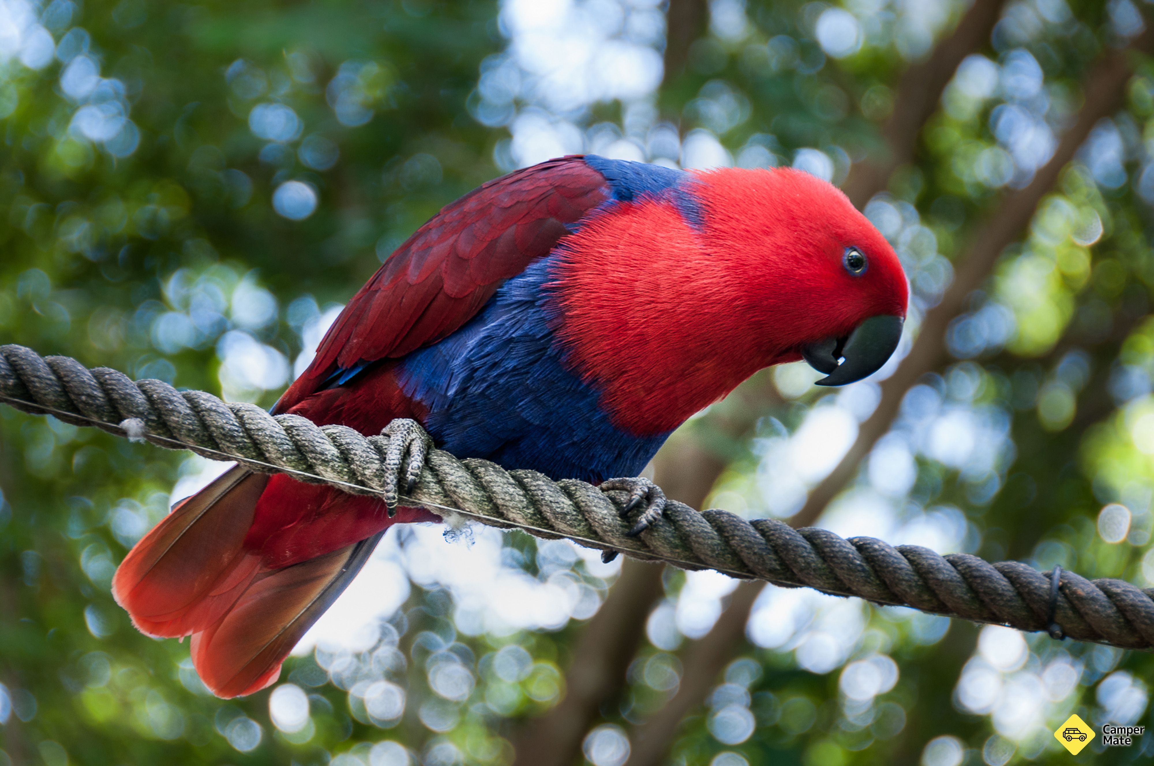 Birdworld Kuranda - Image 3