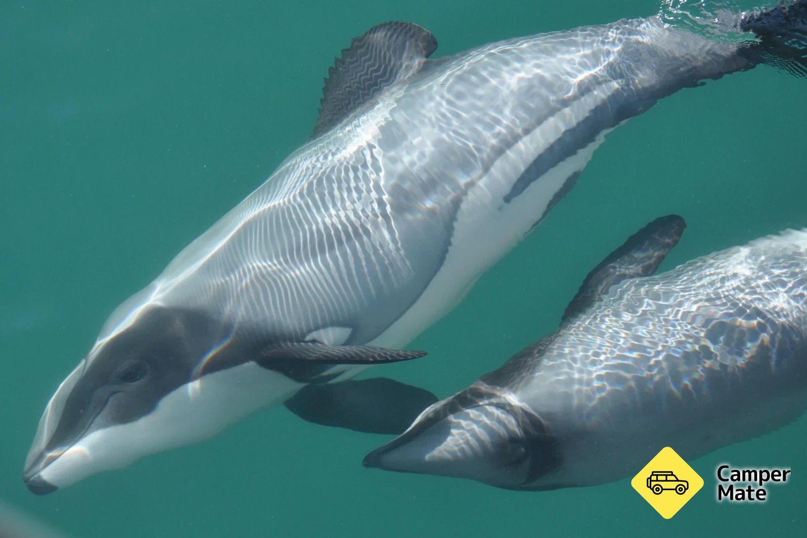 E Ko Dolphin Swimming & Wildlife Tour - Image 3