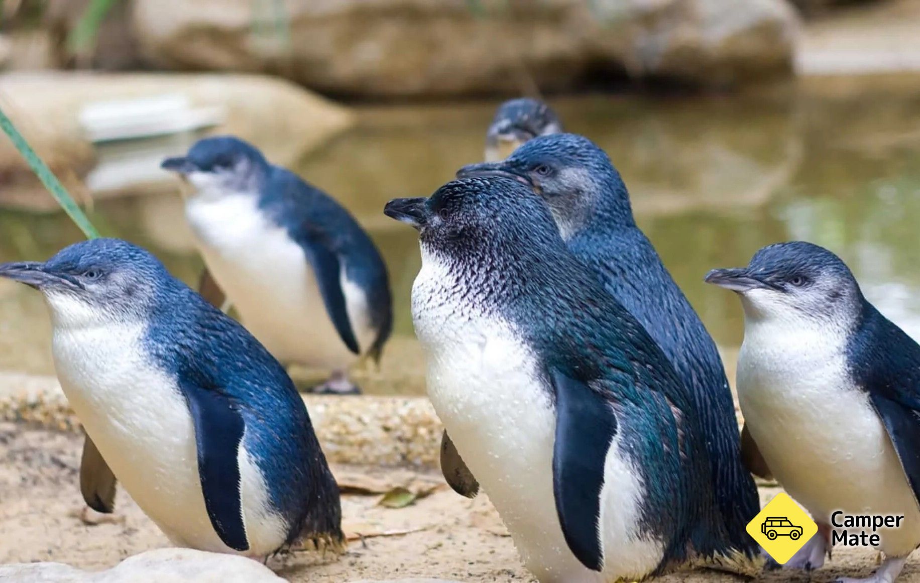 Blue Penguin Colony - Oamaru - Image 3