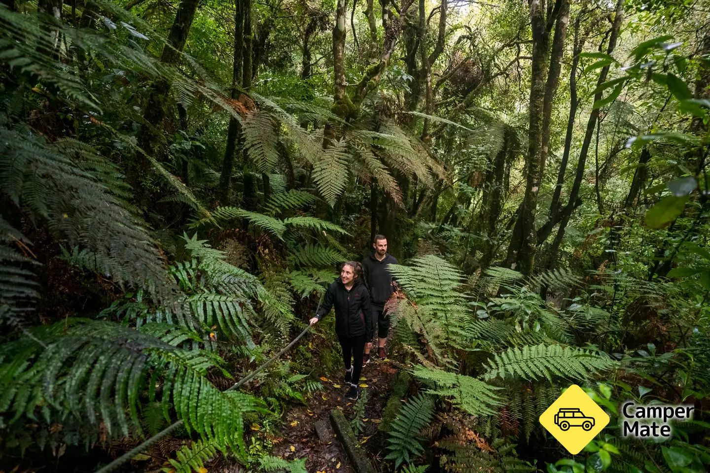 Fern Walk - Totara Reserve