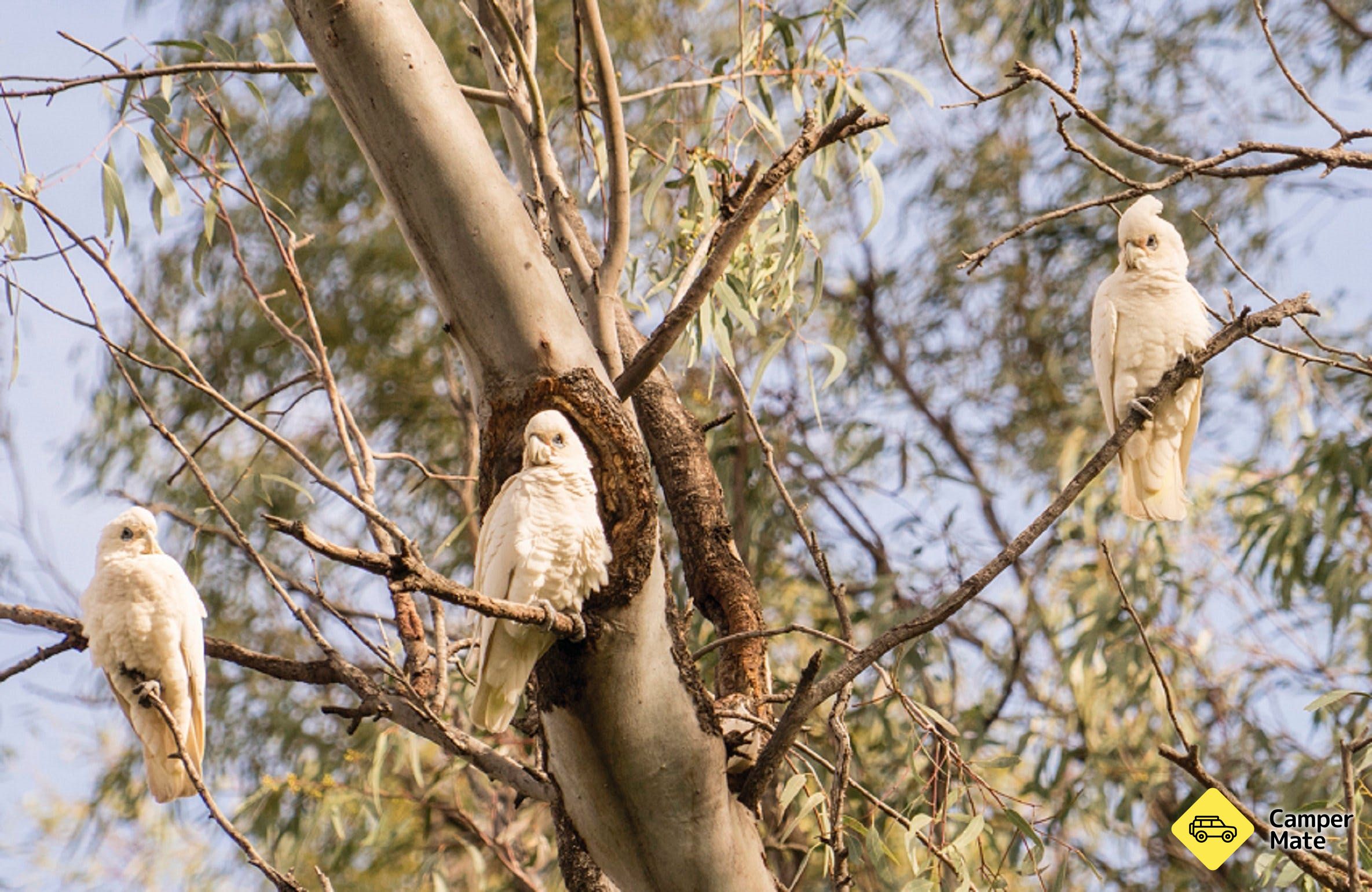 Capertee Valley Bird Trail