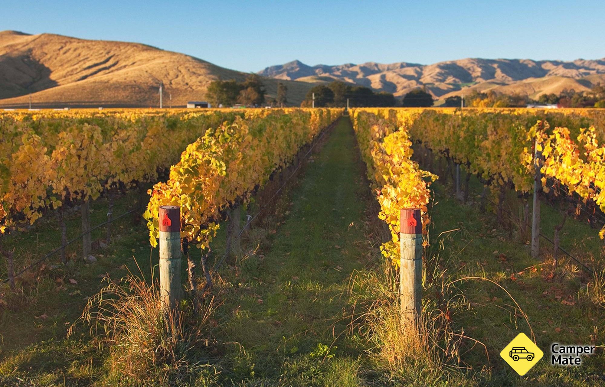 Wither Hills Winery - Image 2