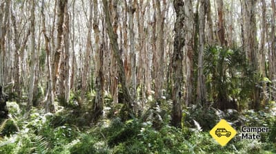 Paperbark Forest Boardwalk