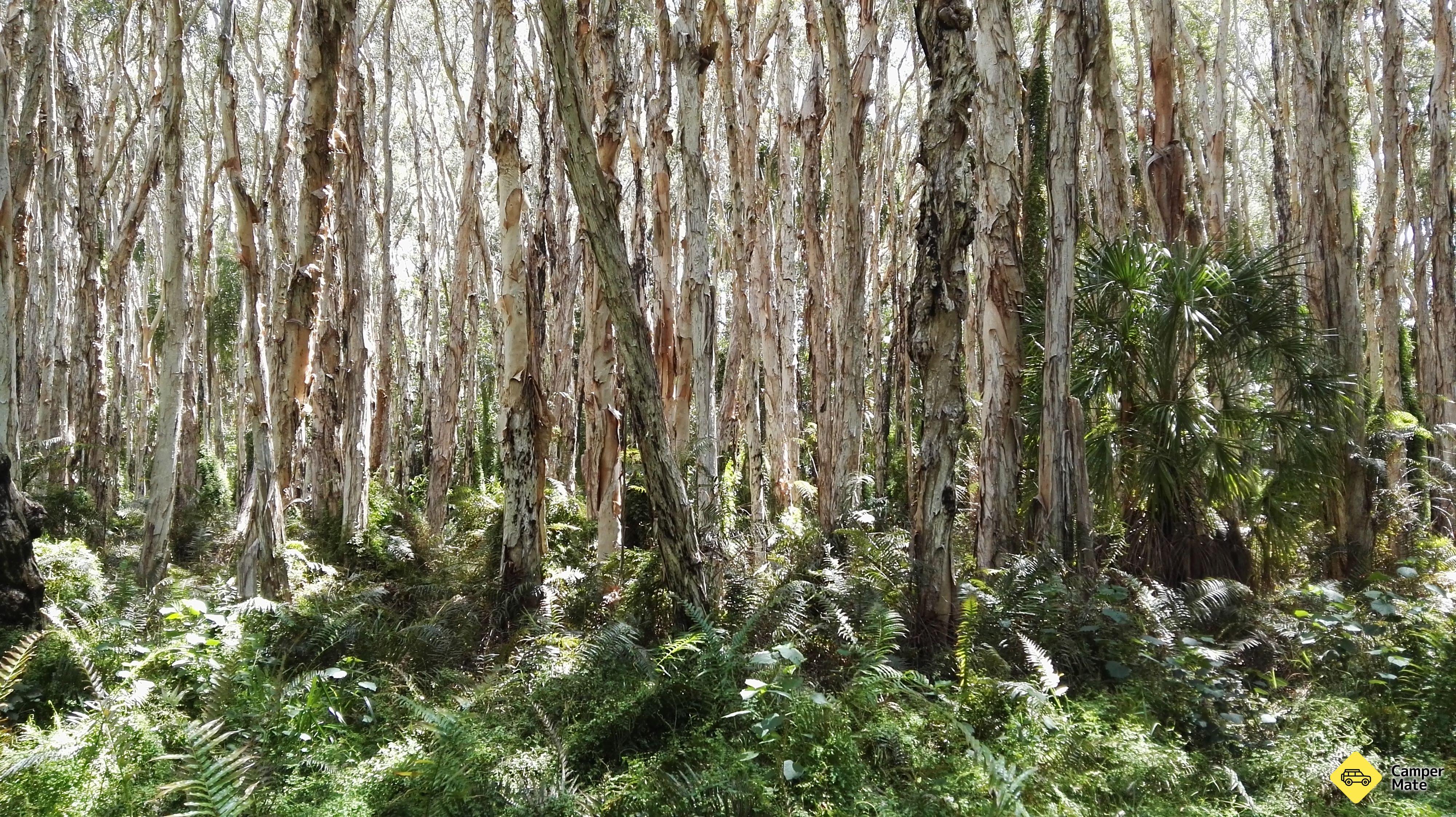 Parcours de la forêt de Paperbark