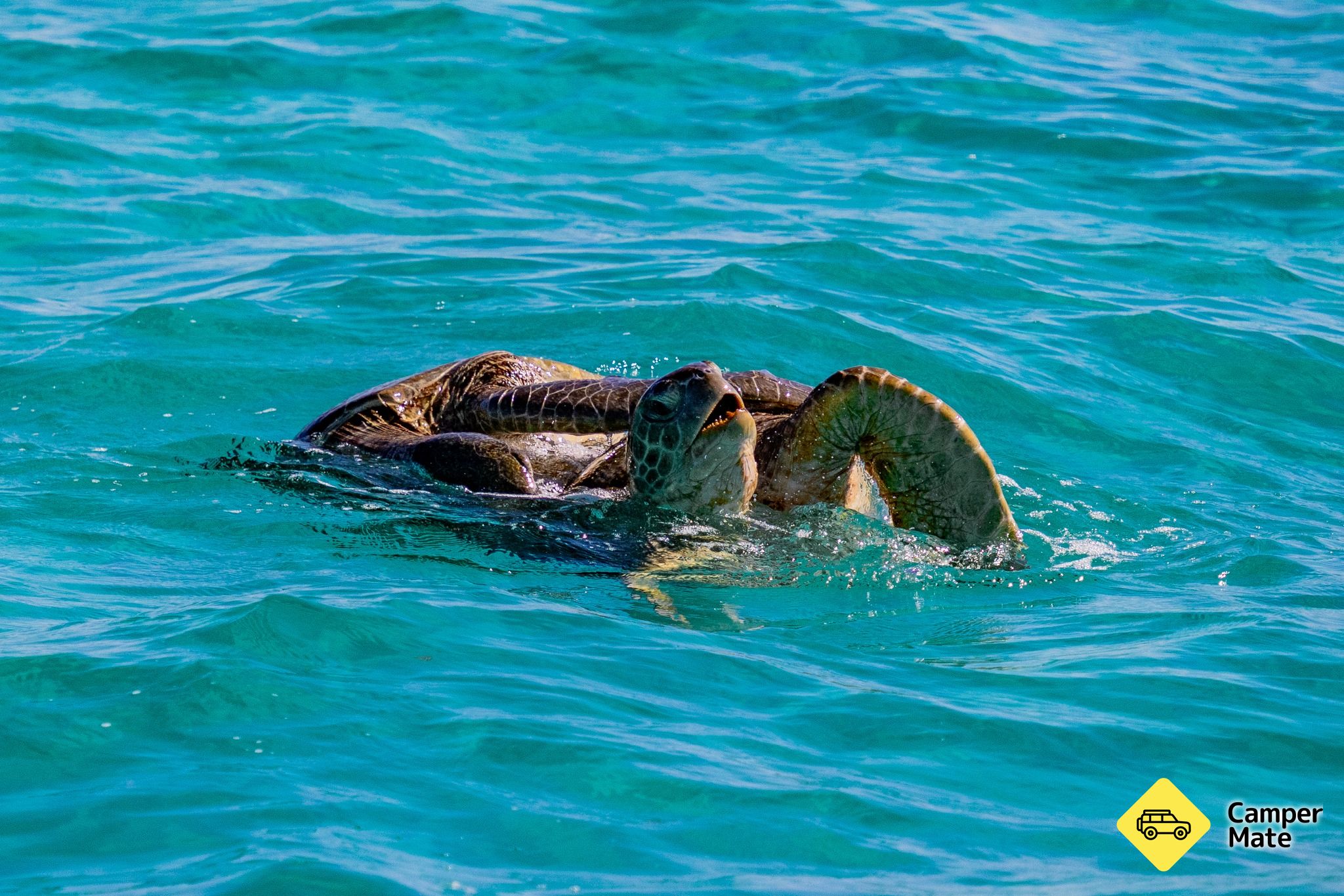 Live Ningaloo - Image 3