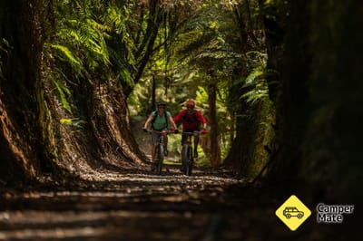 The Timber Trail