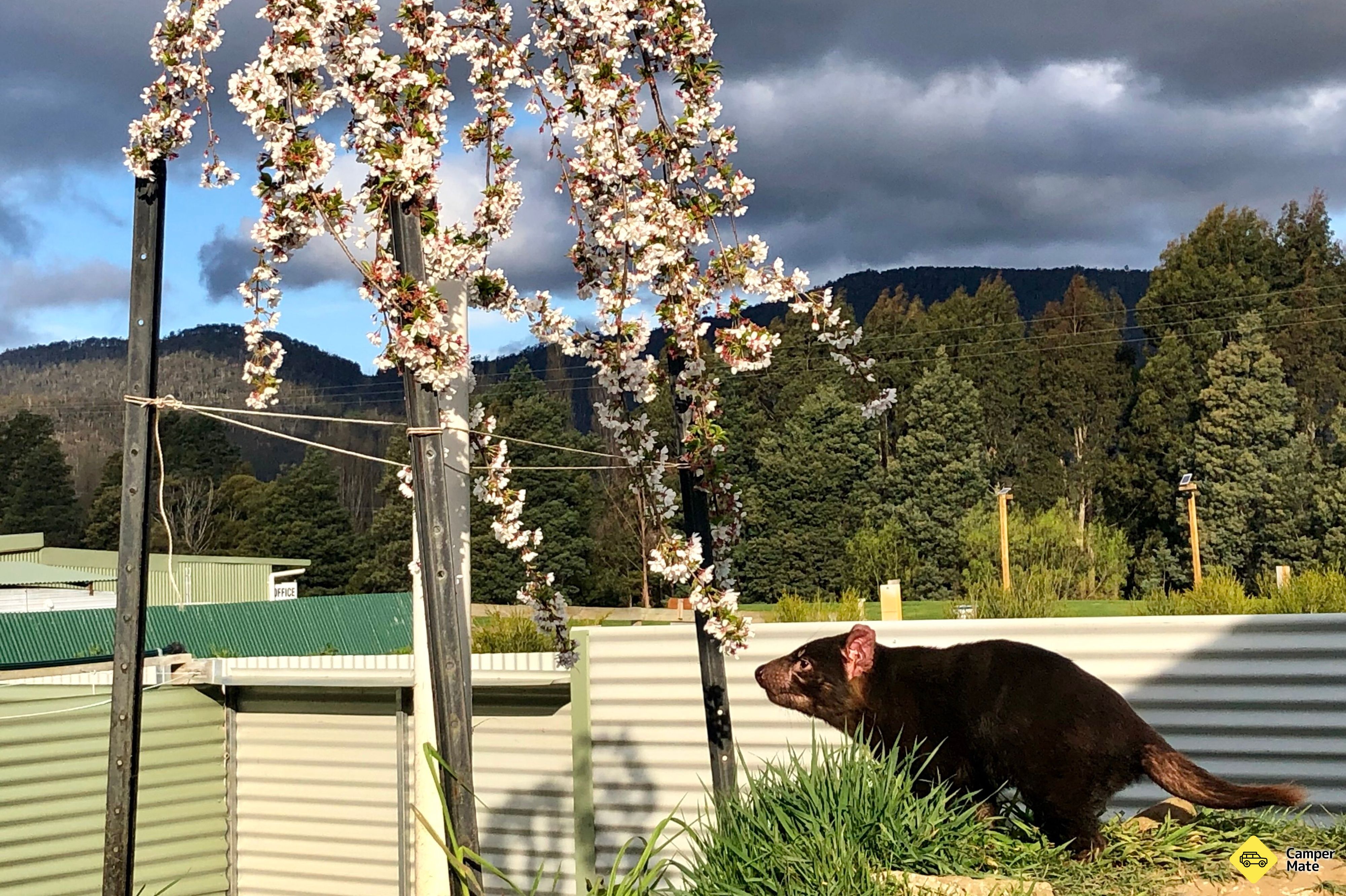 Huon Valley Caravan Park - Image 2