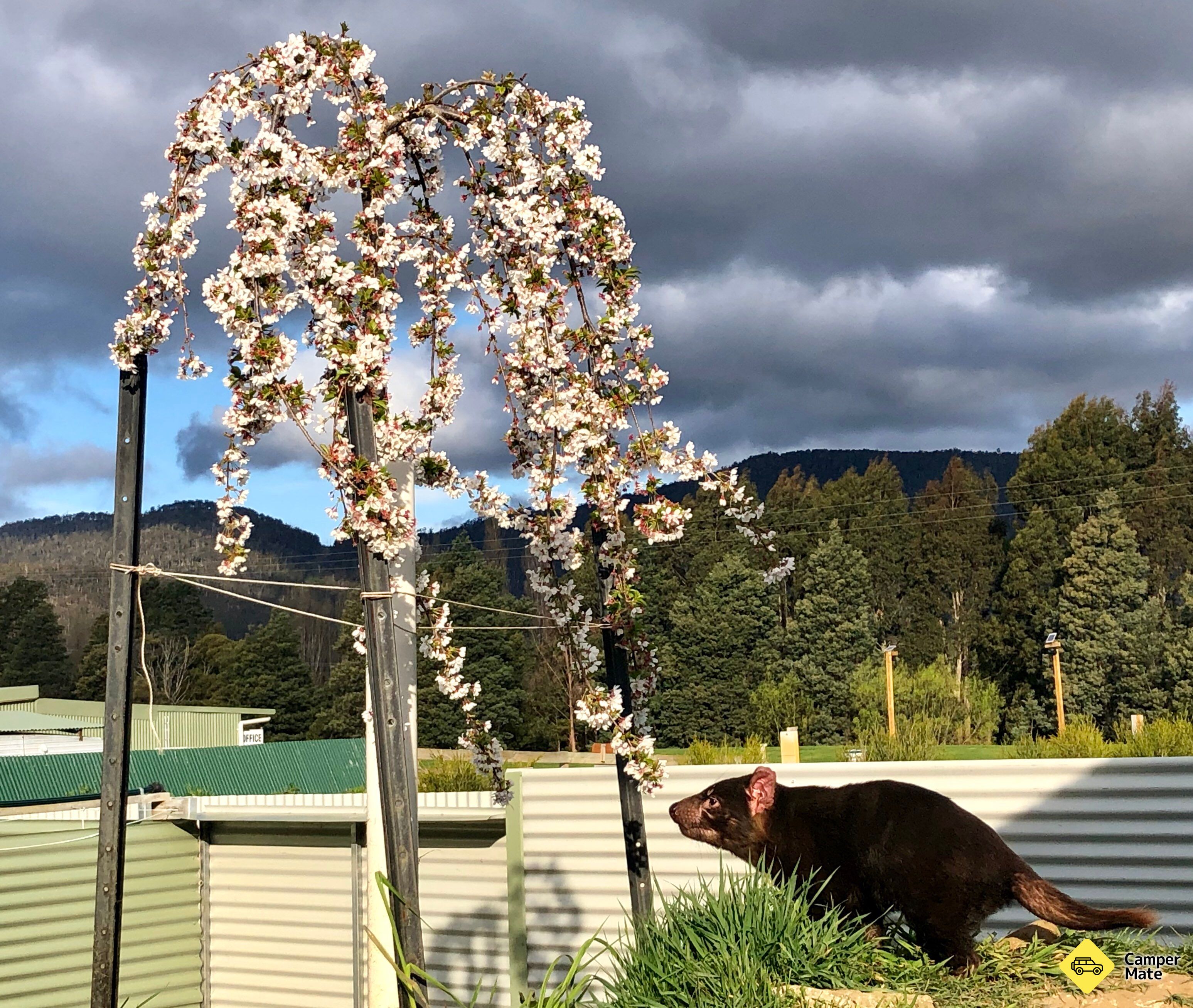 Huon Valley Caravan Park - Image 2