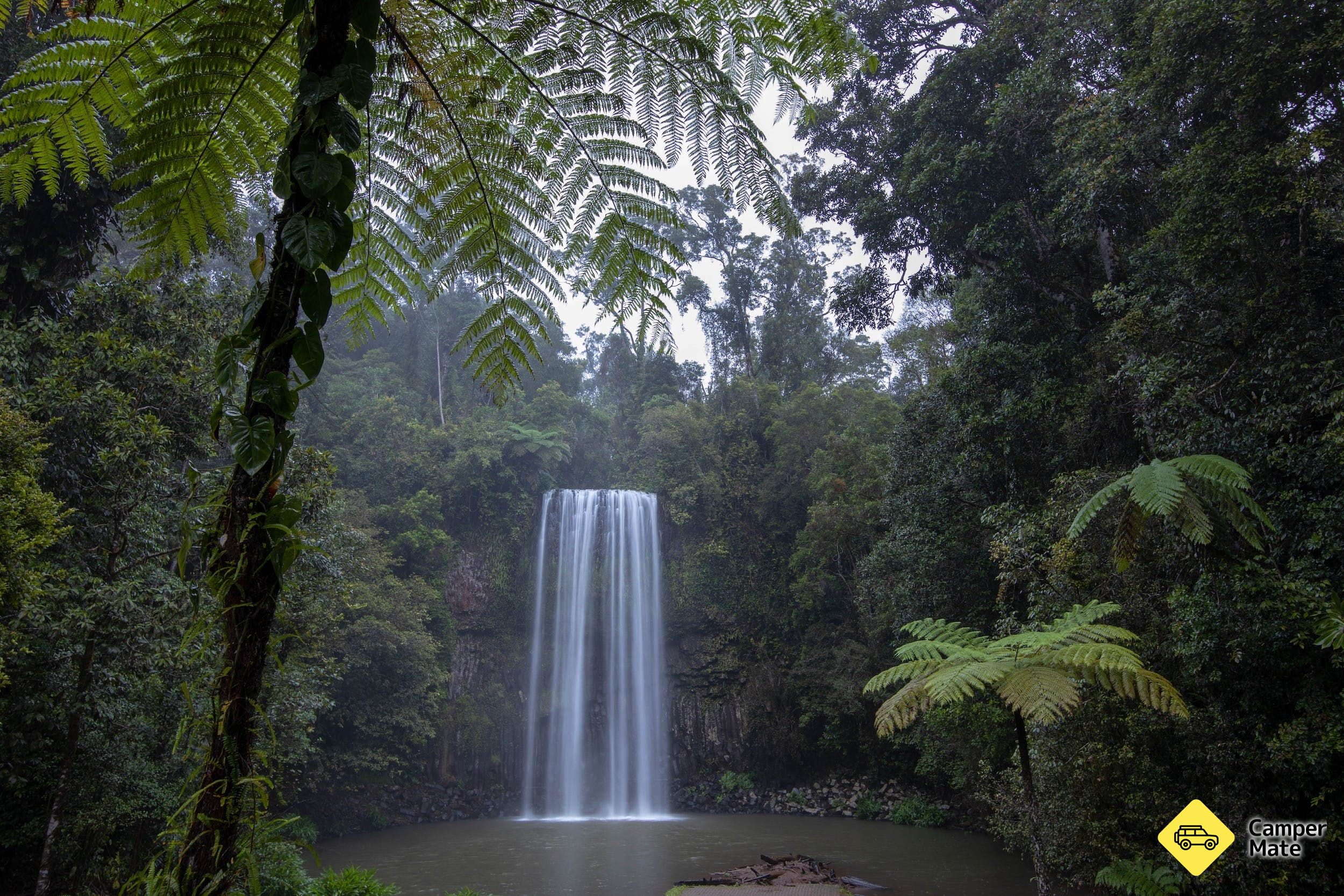 Millaa Millaa Falls - Image 3