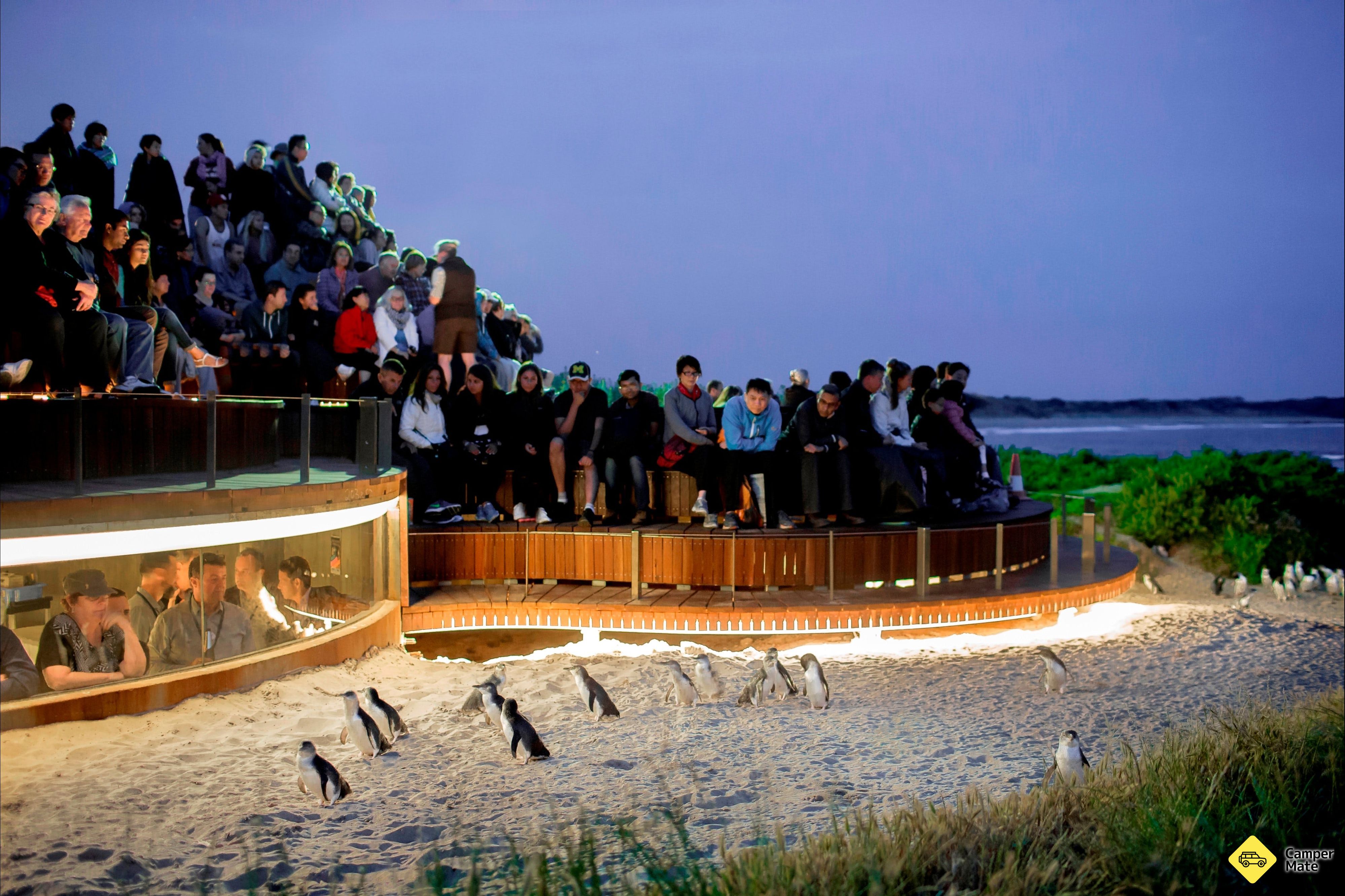 Parc naturel de l'île Phillip Multi Park Pass - Image 2