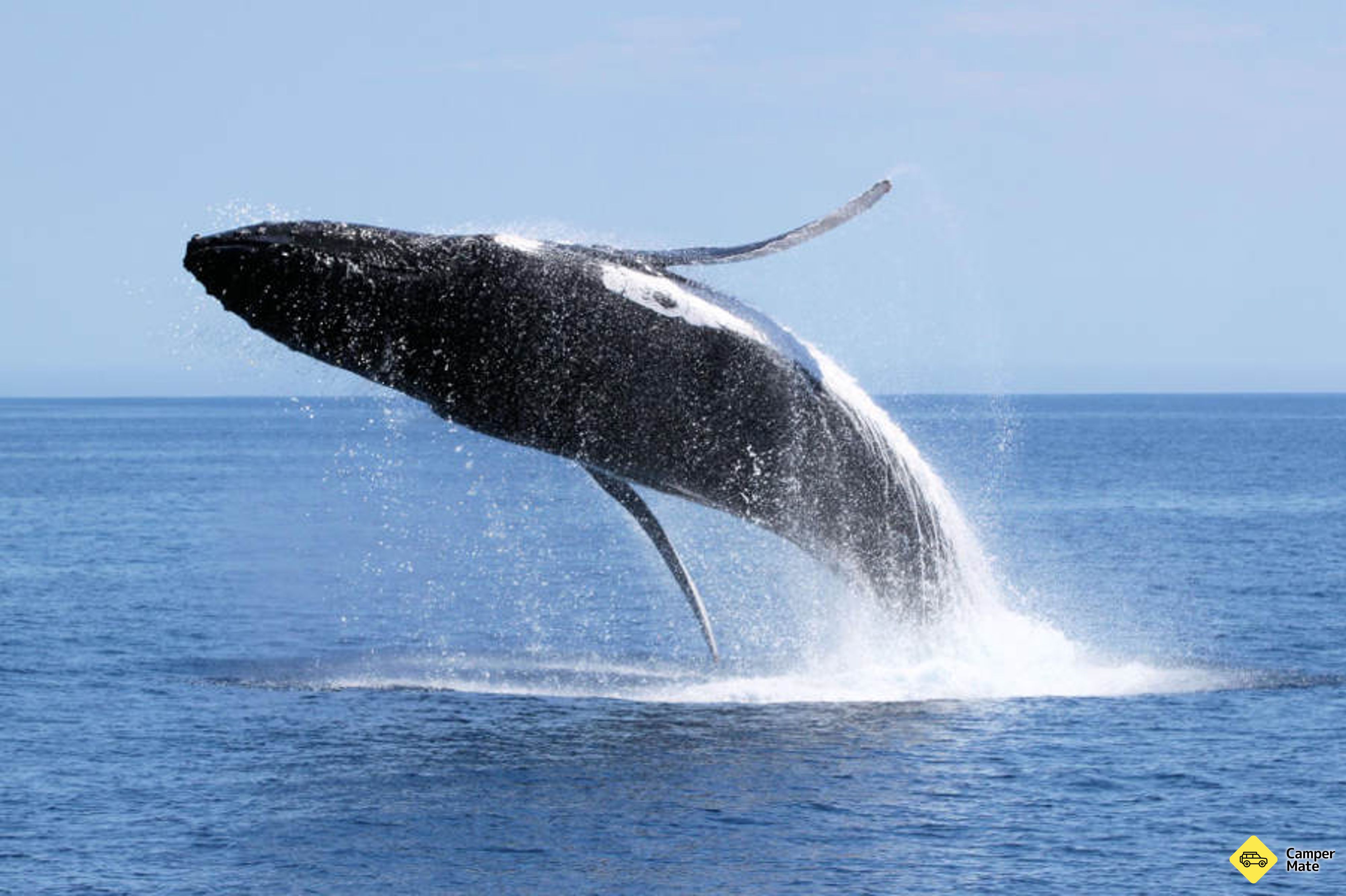 Dunsborough Whale Watching Cruise के बारे में राय - Image 2