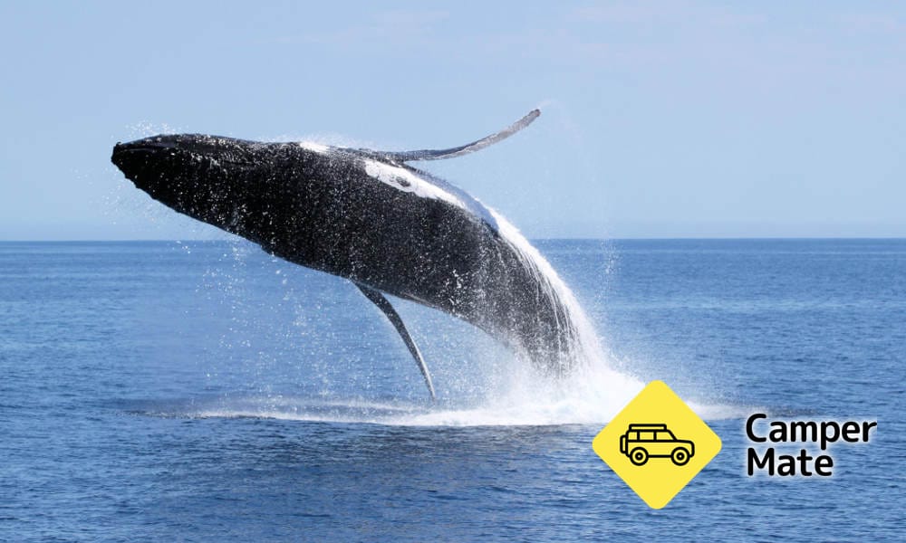 Dunsborough Whale Watching Cruise के बारे में राय - Image 2