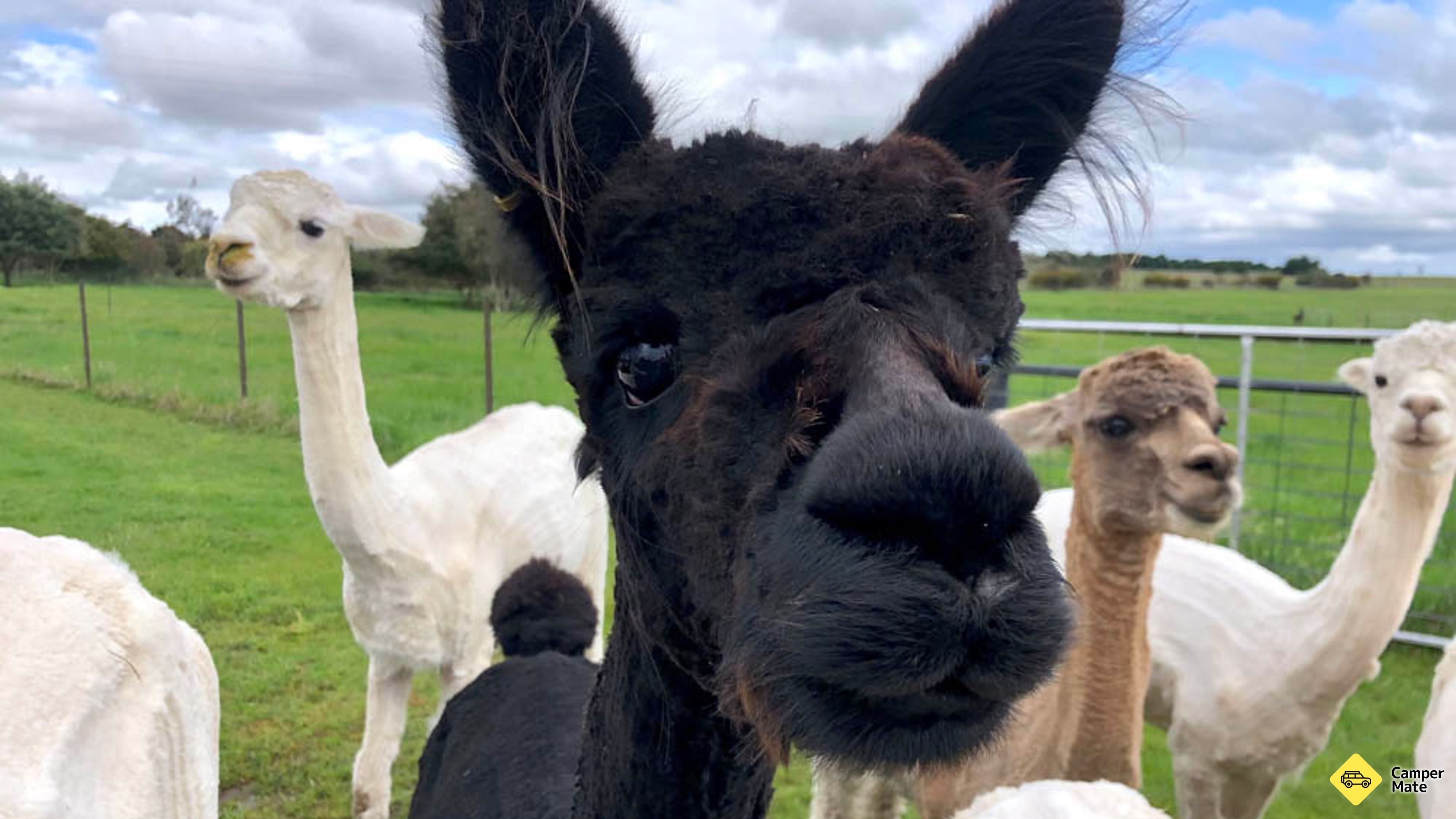 Brunch met de Bunch Alpaca Experience