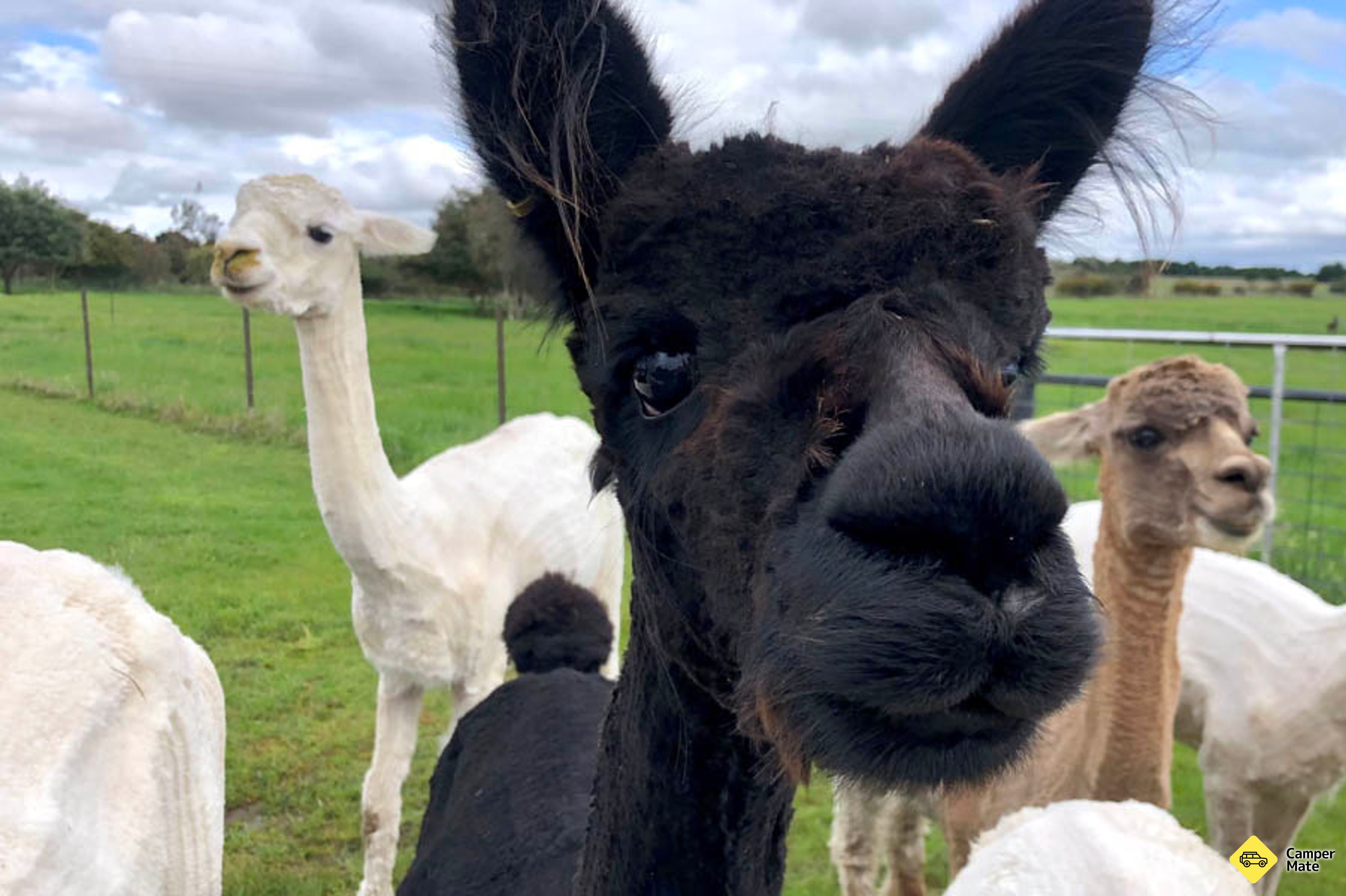 Brunch met de Bunch Alpaca Experience