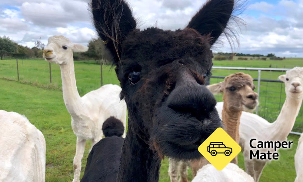 Brunch with the Bunch Alpaca Experience