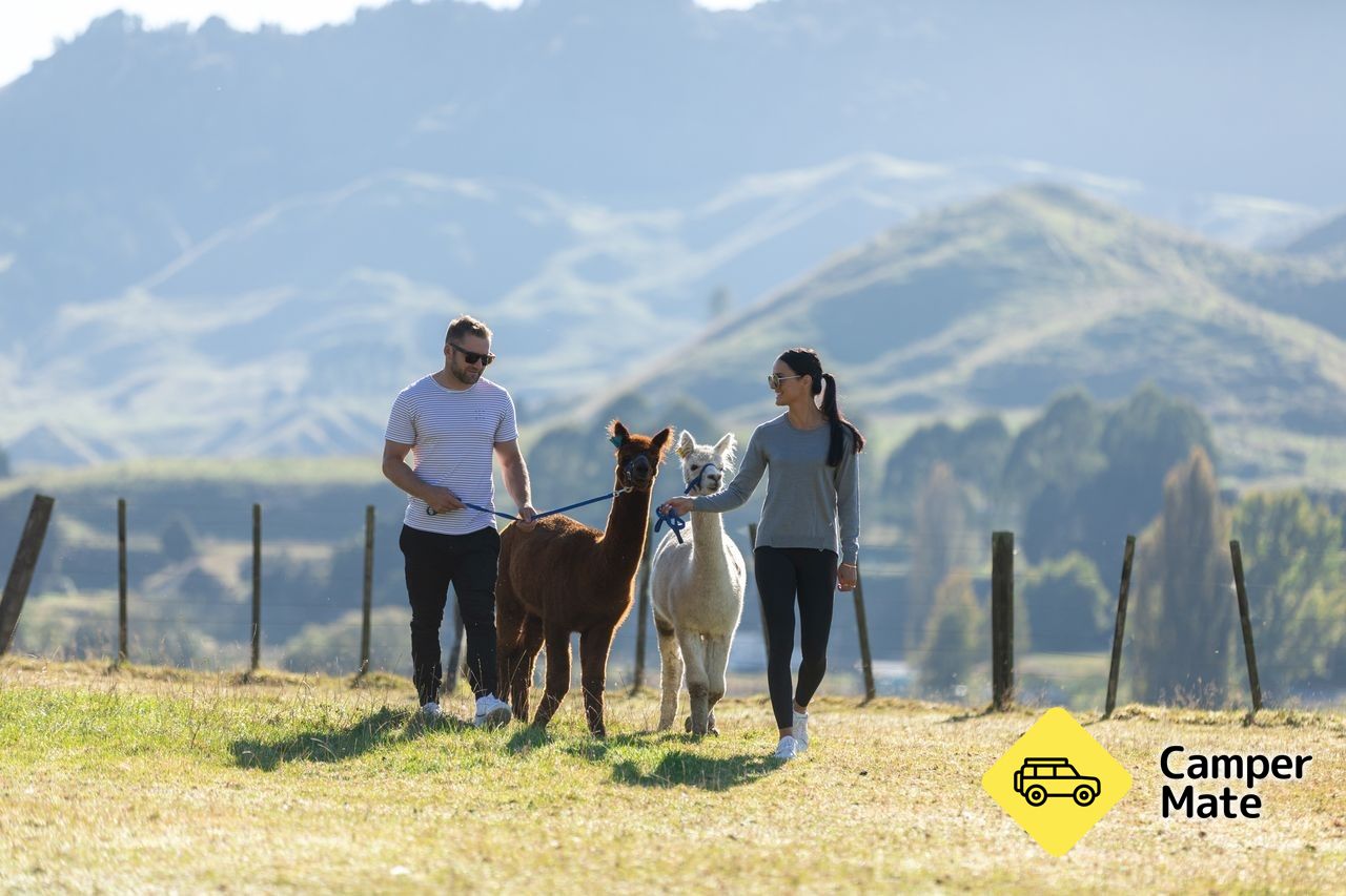Nevalea Alpaca Farm - Image 2