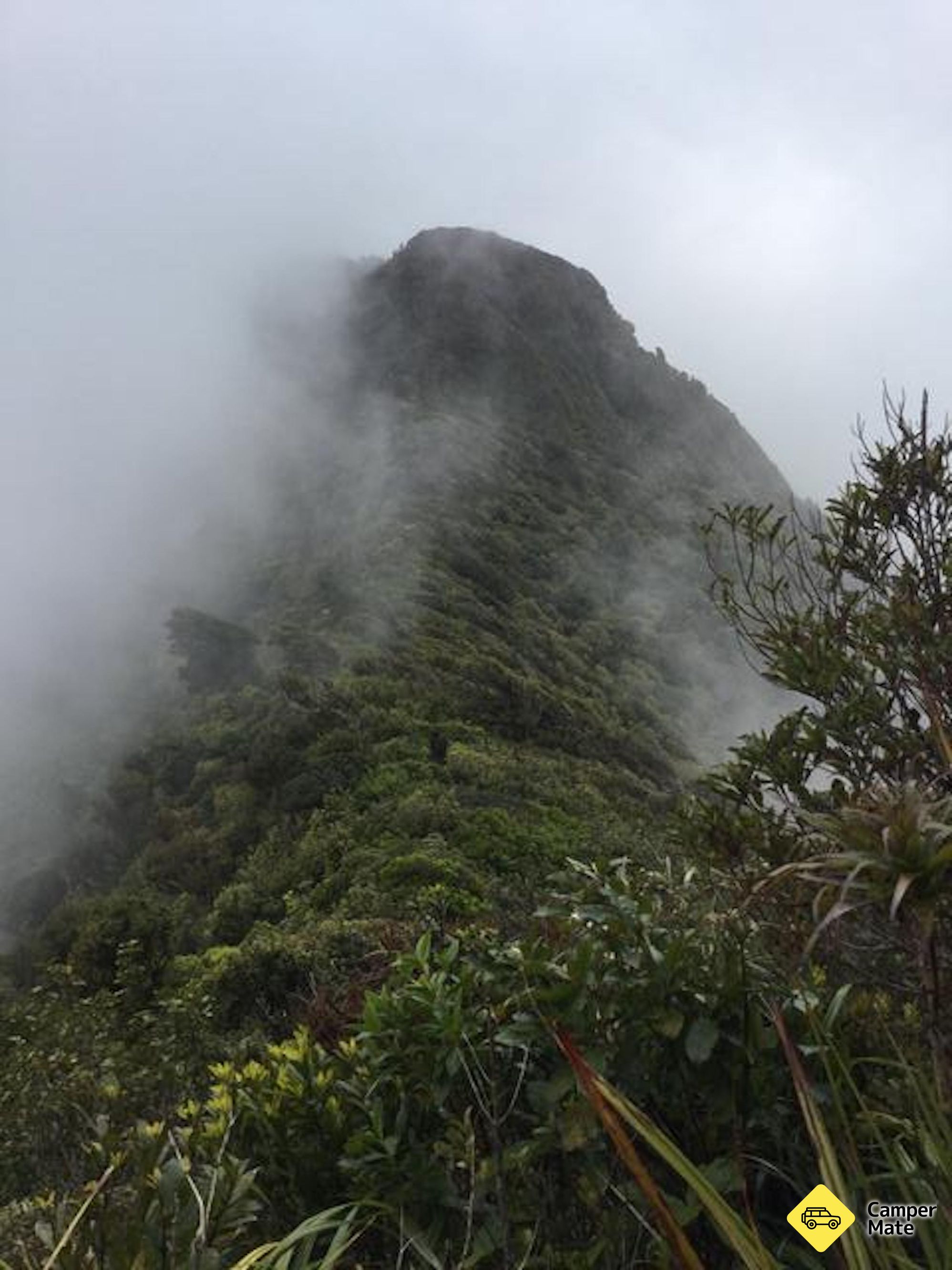 Mt Karioi Track - Image 2