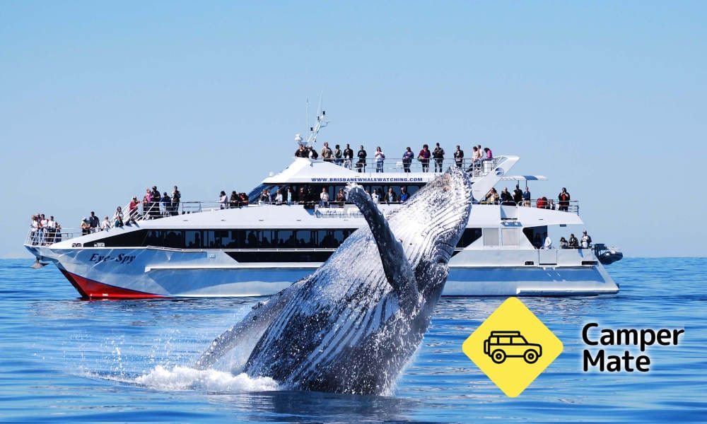 Brisbane Whale Watching Cruise(ブリスベン・ホール・ウォッチング・クルーズ)