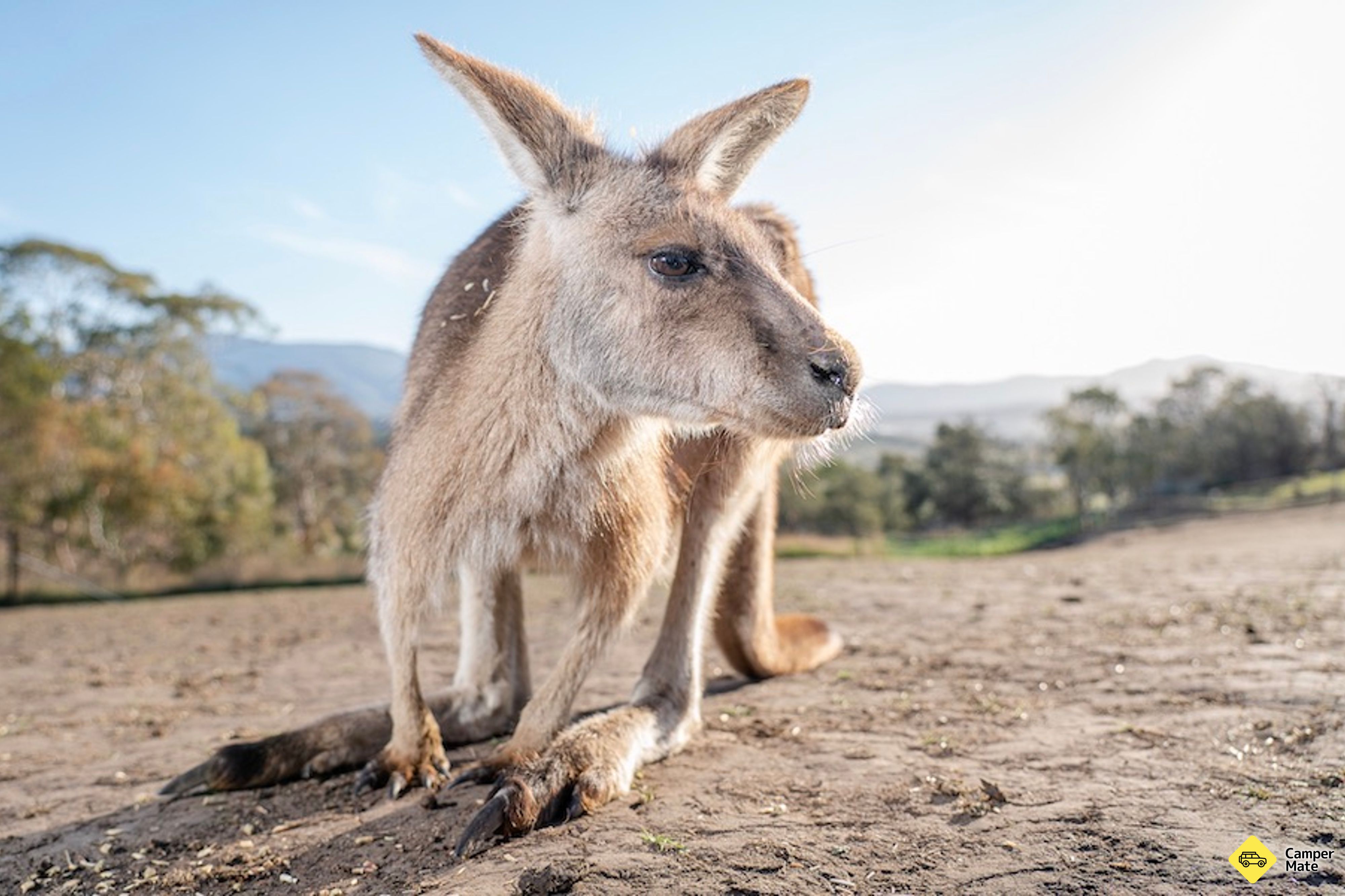 Bonorong Wildlife Sanctuary