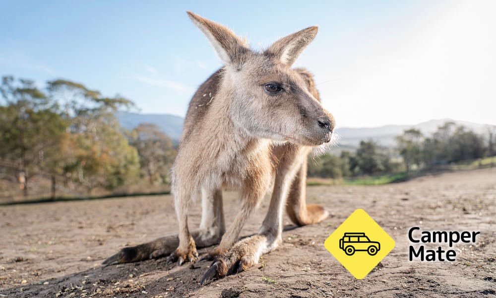 Bonorong Wildlife Sanctuary