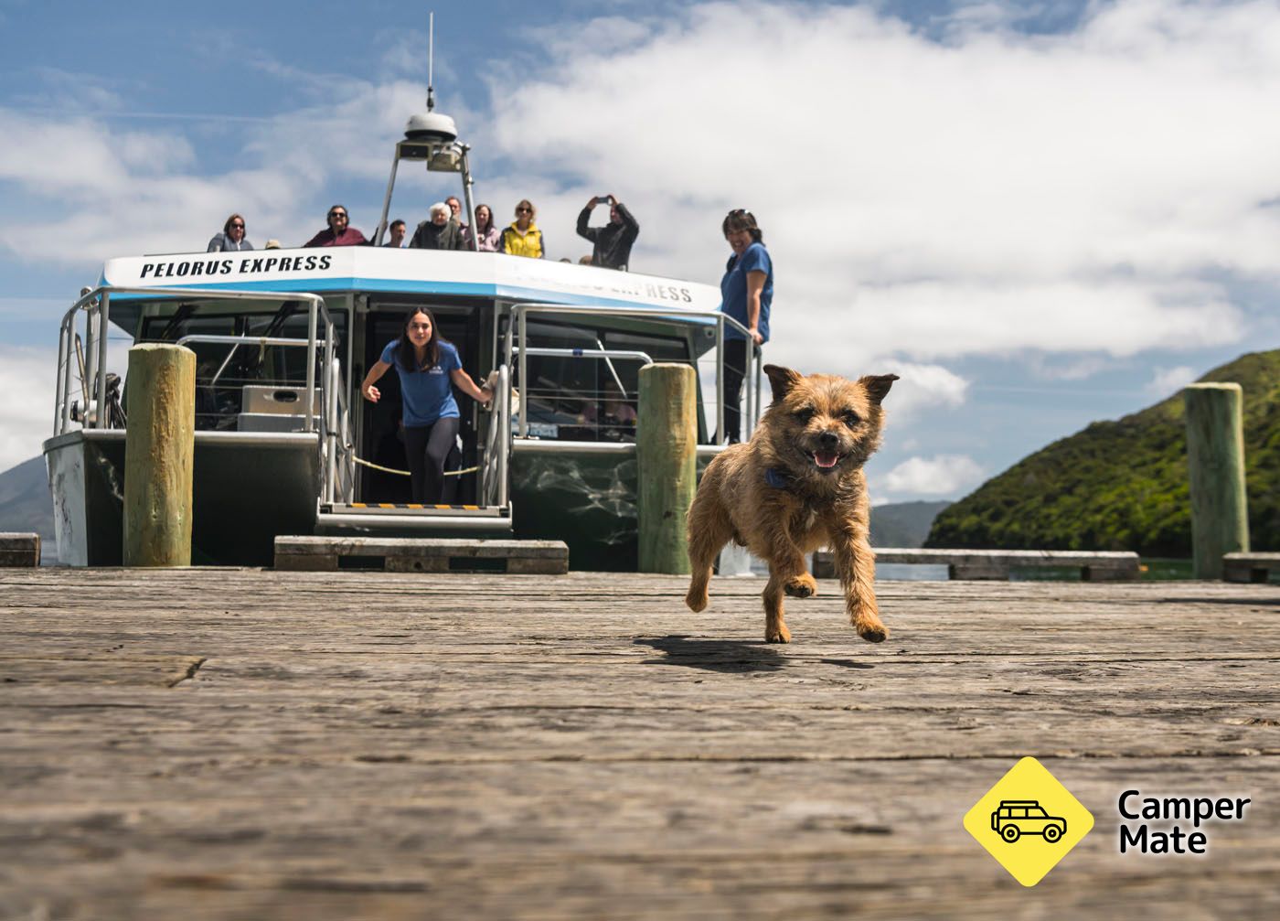 Marlborough Sounds Famous Mail Boat Cruise - Pelorus Sound - Image 2