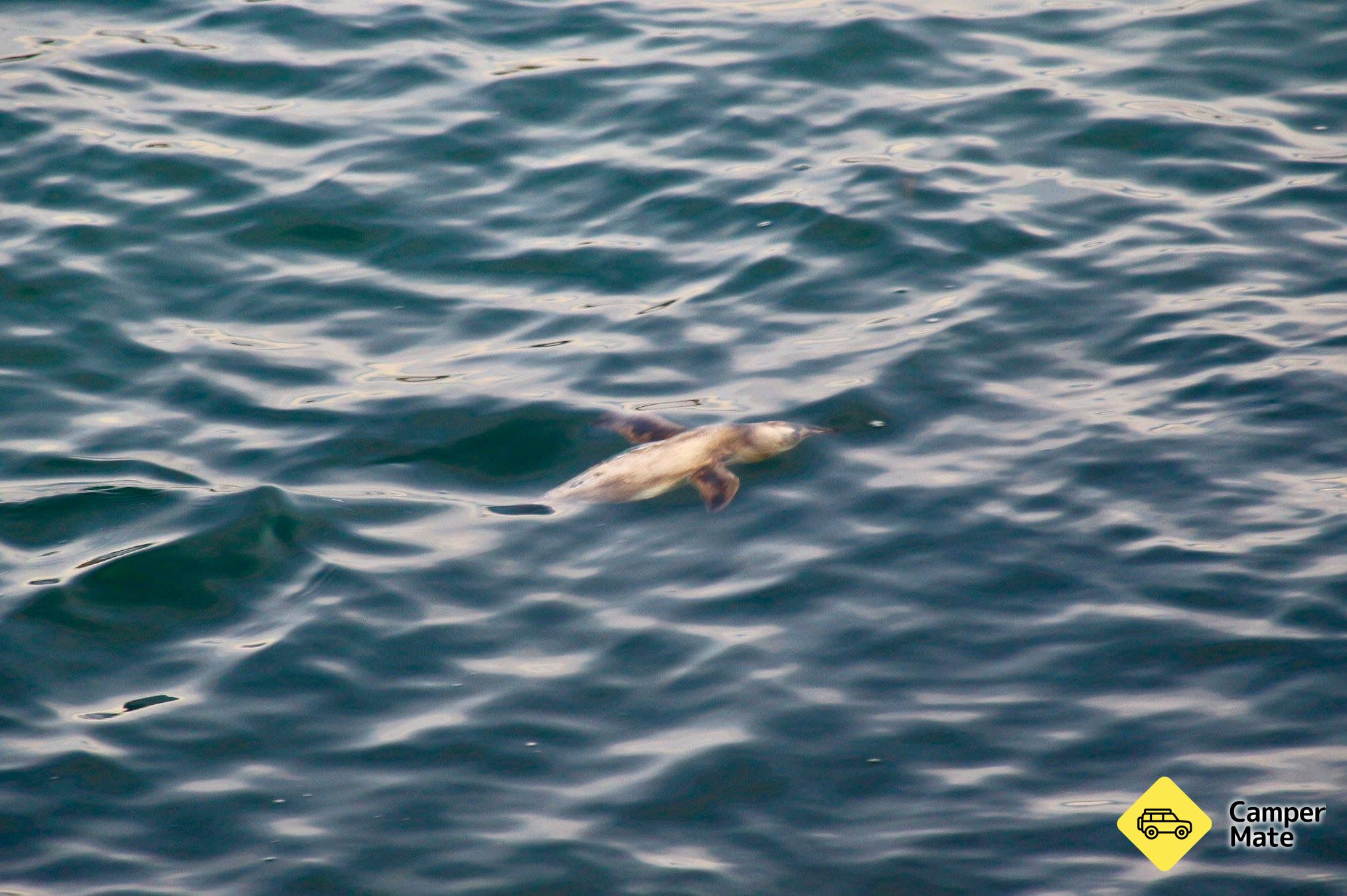 The Mole (جدار البحر) - Image 3