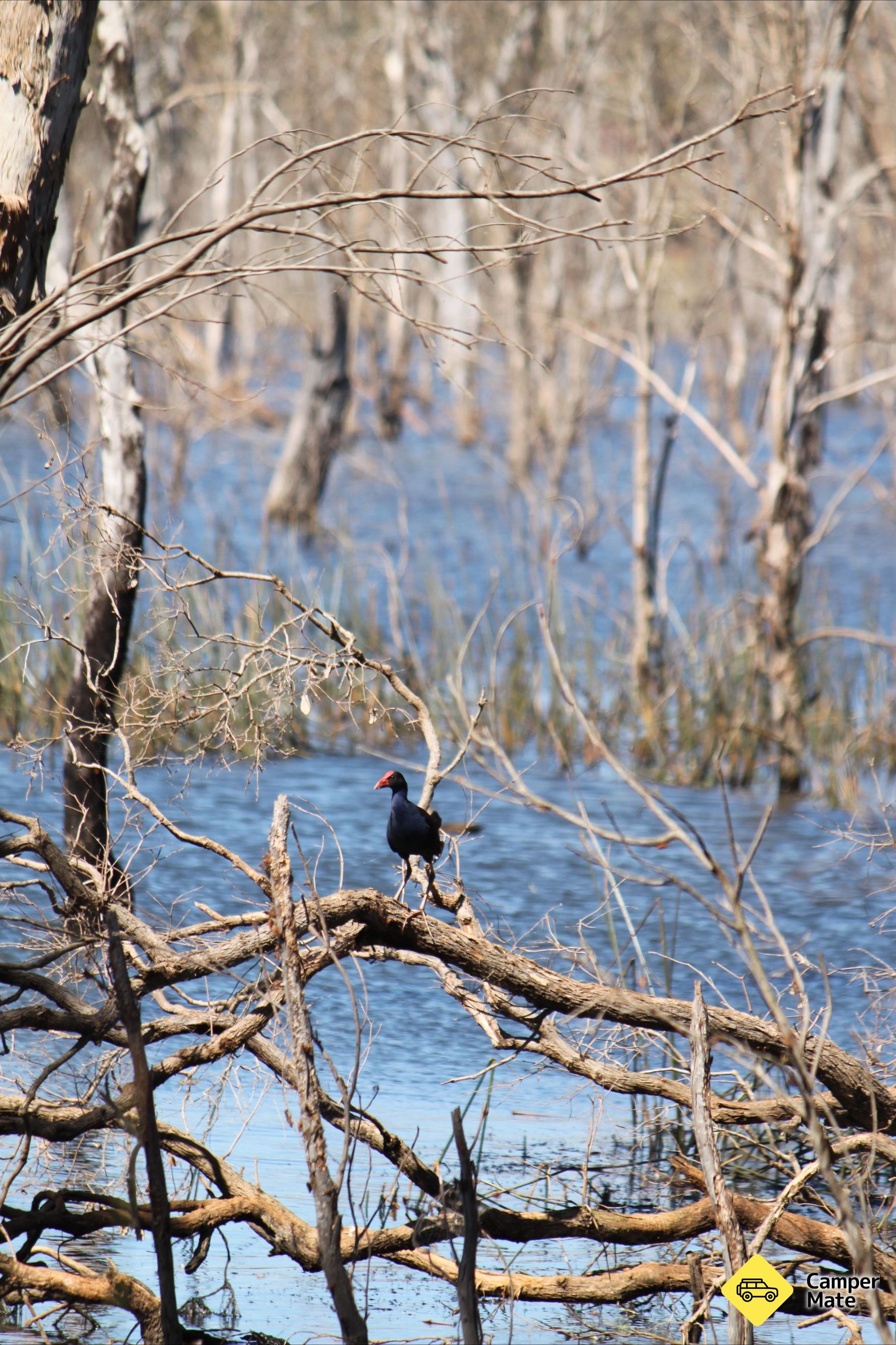 Wooroolin Wetland - Image 2