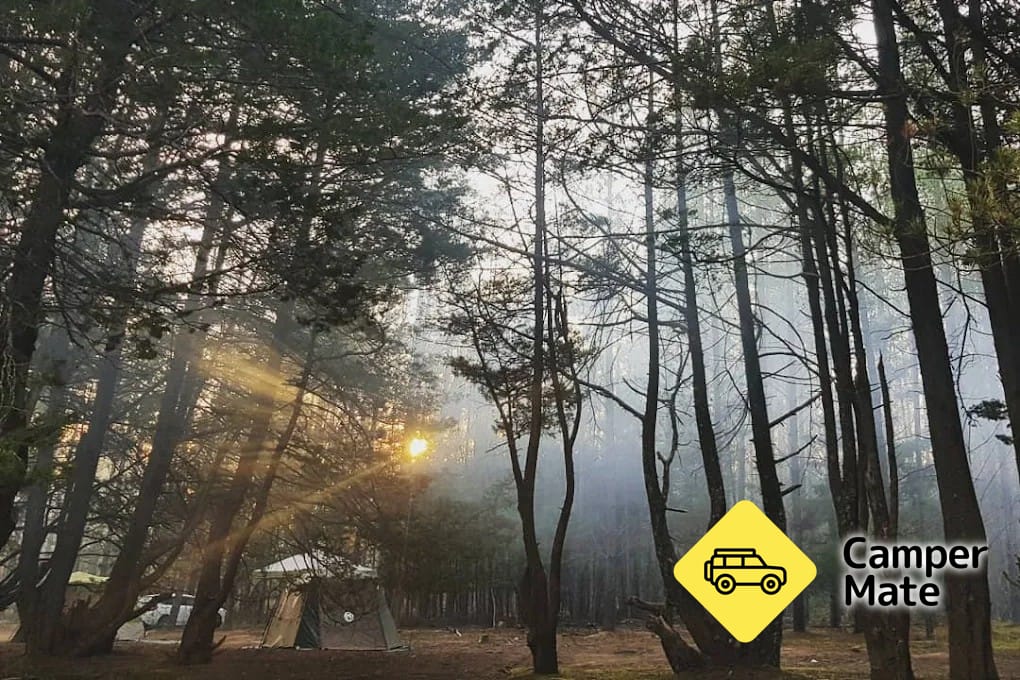 Dalys Clearing Campground in het Belanglo State Forest - Image 3