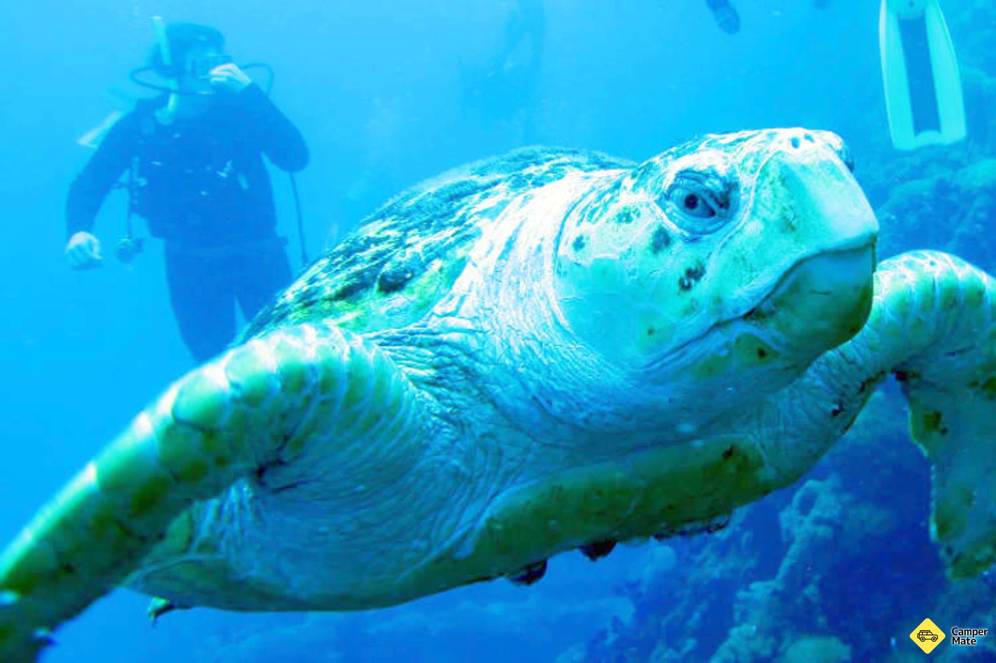 Yongala Wreck Dive Trip from Townsville and Magnetic Island(タウンズビルとマグネティック島) - Image 2