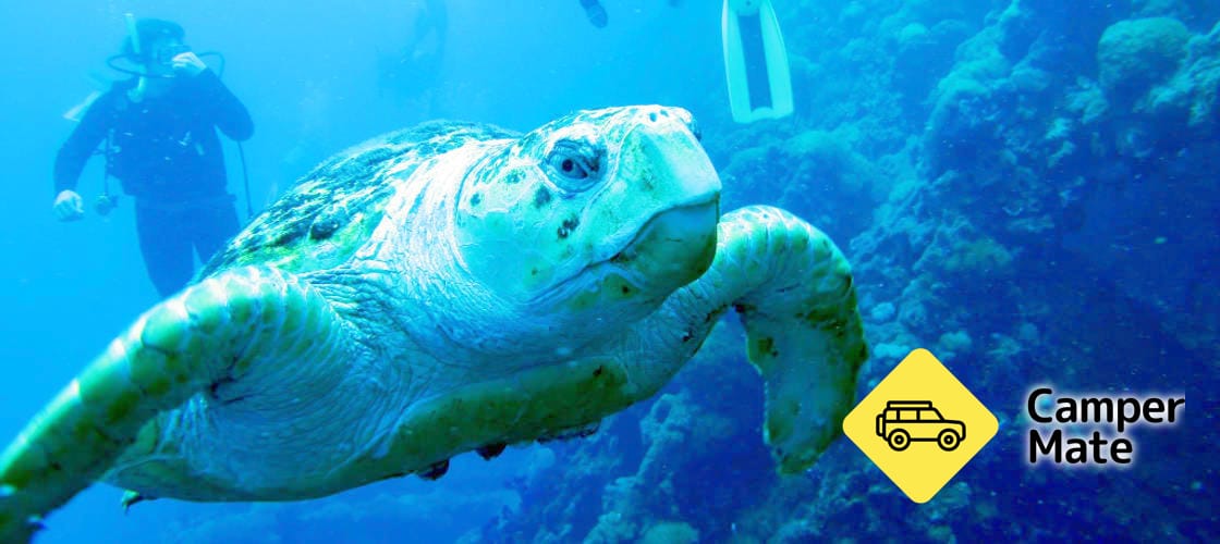 Yongala Wreck Dive Trip from Townsville and Magnetic Island - Image 2