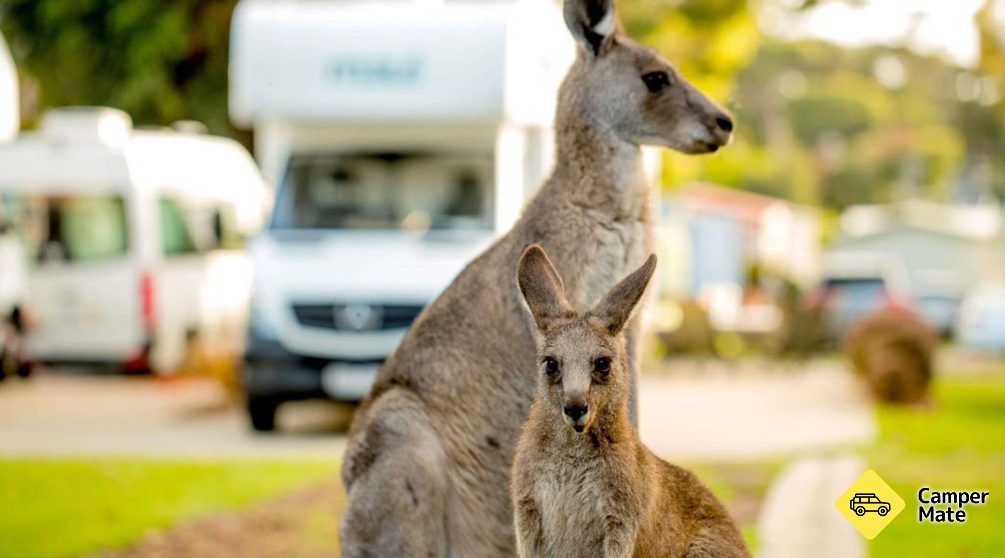 BIG4 Anglesea Holiday Park - Image 3