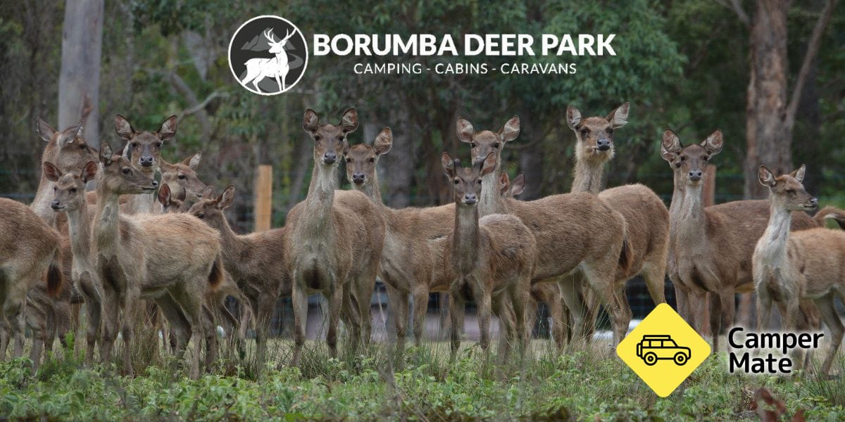 Borumba Deer Park, Queensland – Prices & reviews | CamperMate