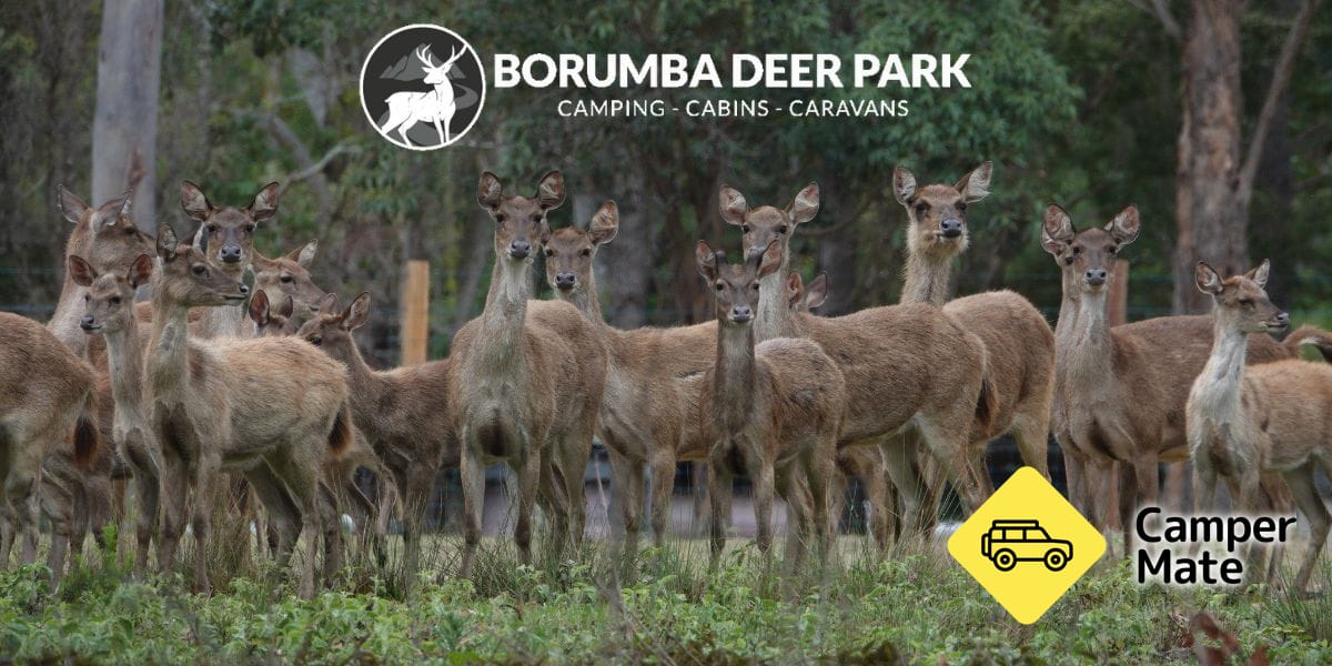 Công viên Borumba Deer - Image 2